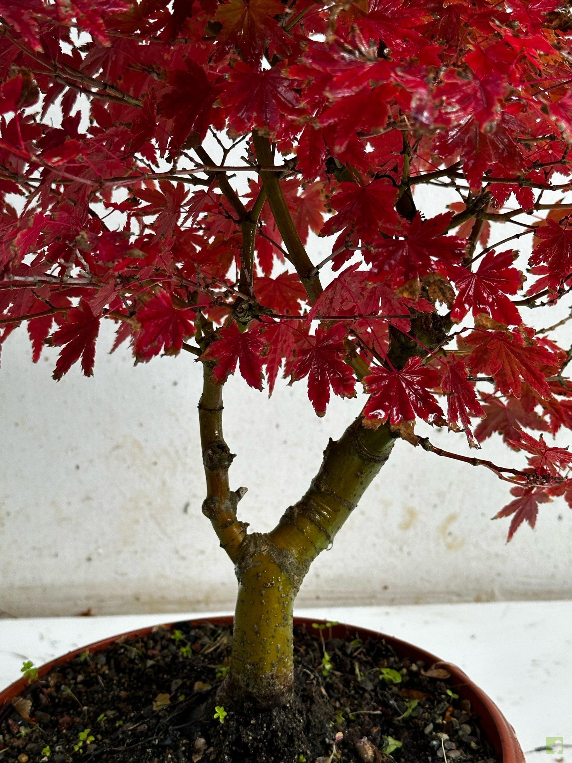 Processed with MOLDIV