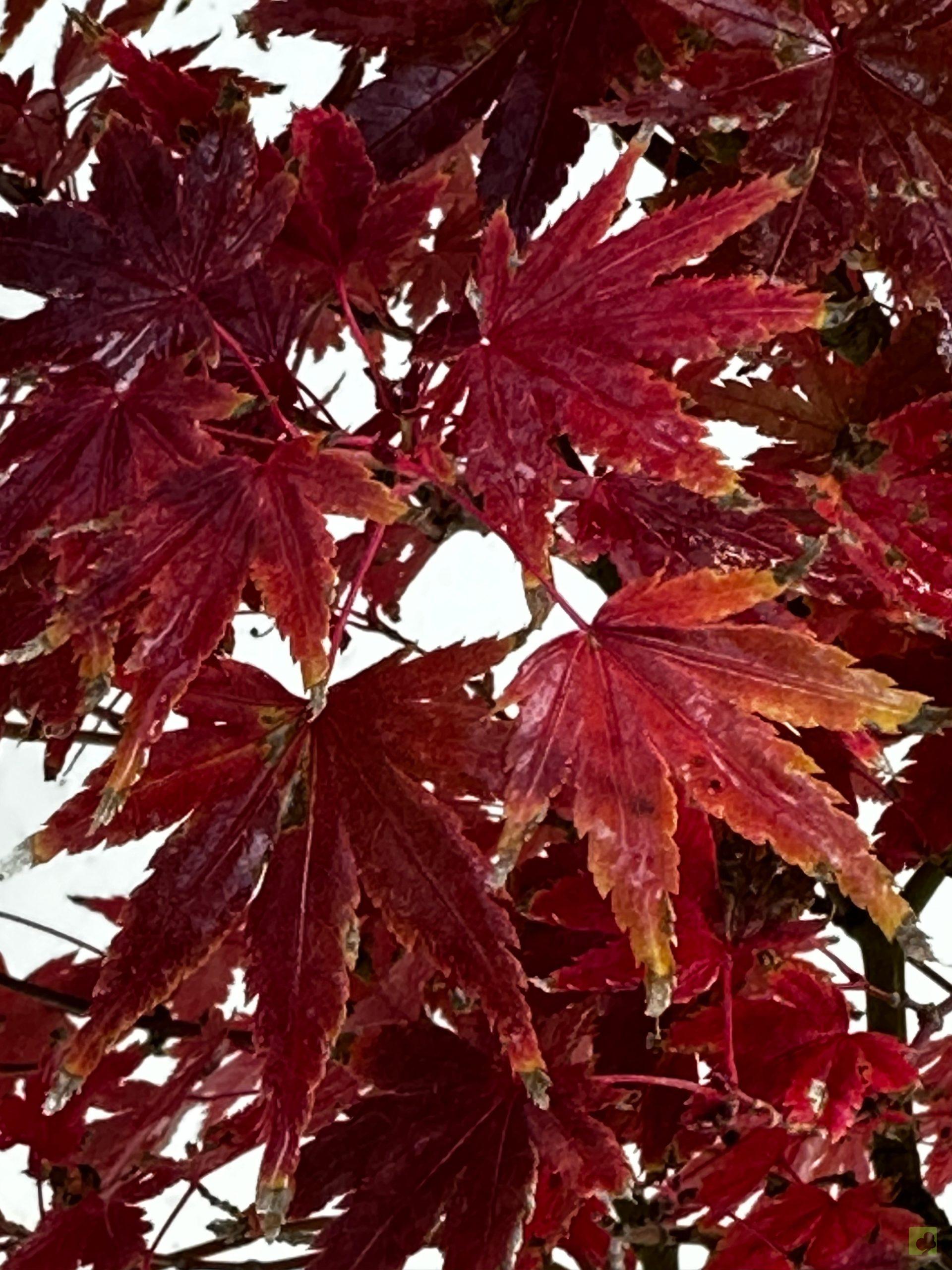 Processed with MOLDIV