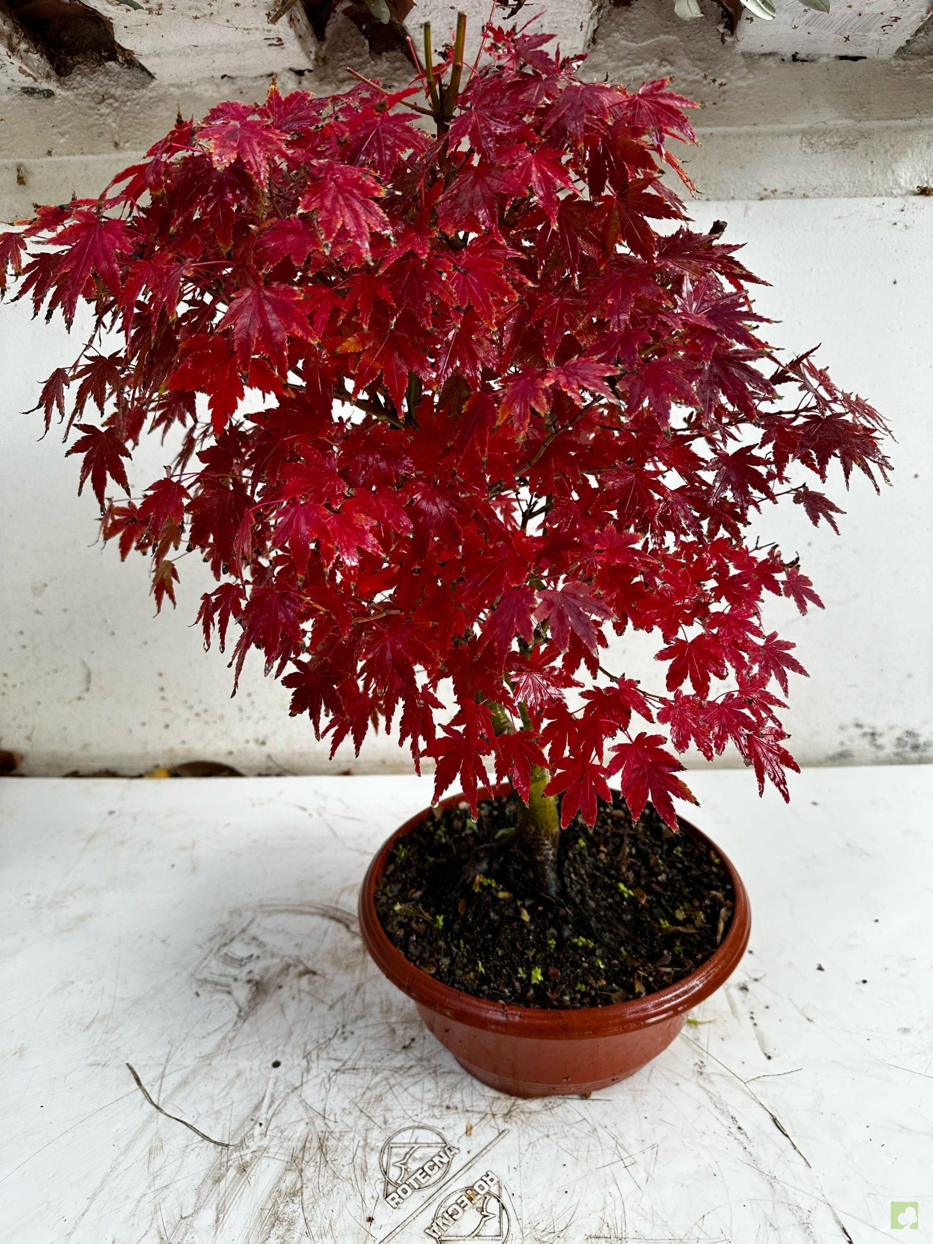 Processed with MOLDIV