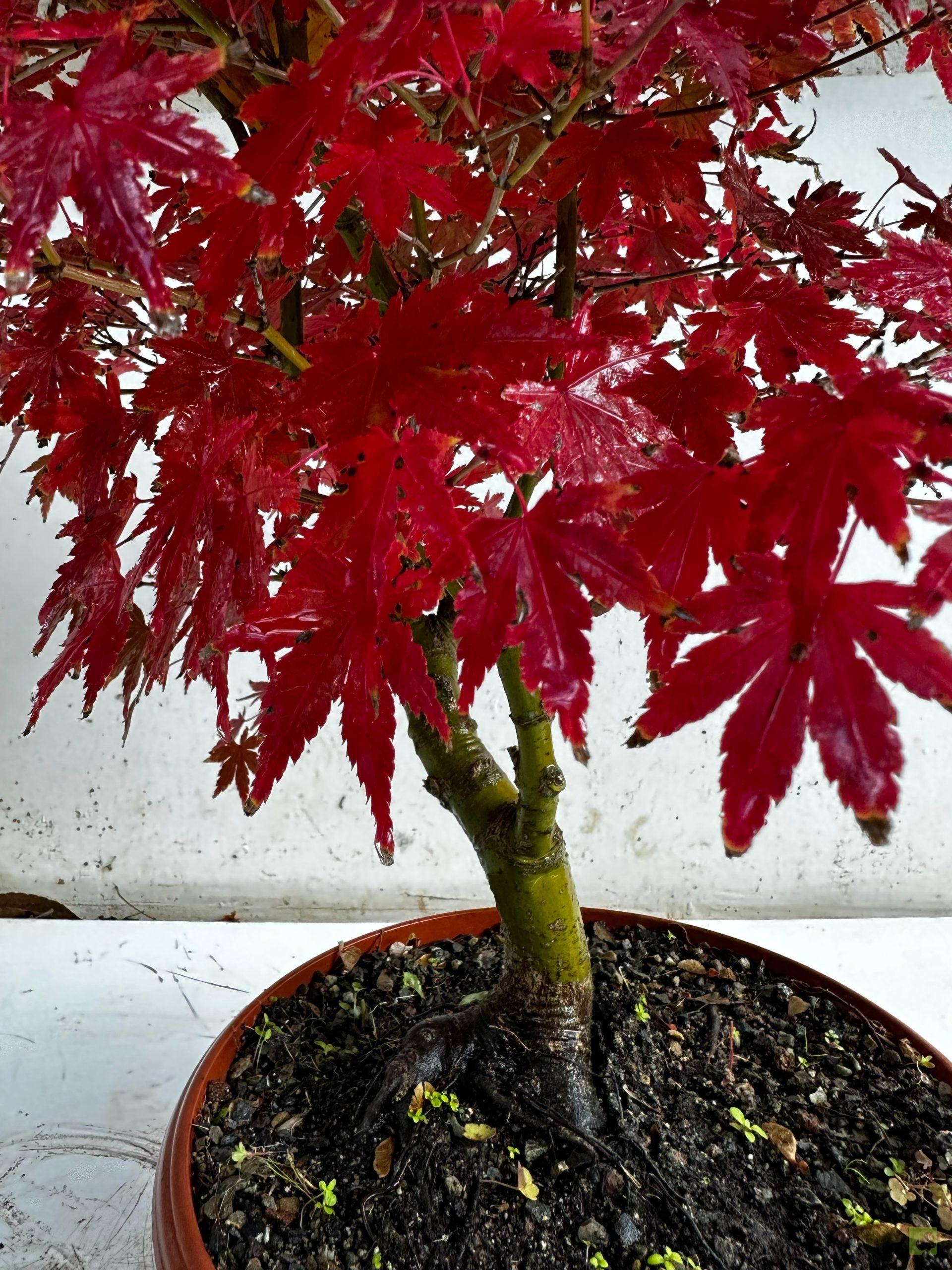 Processed with MOLDIV