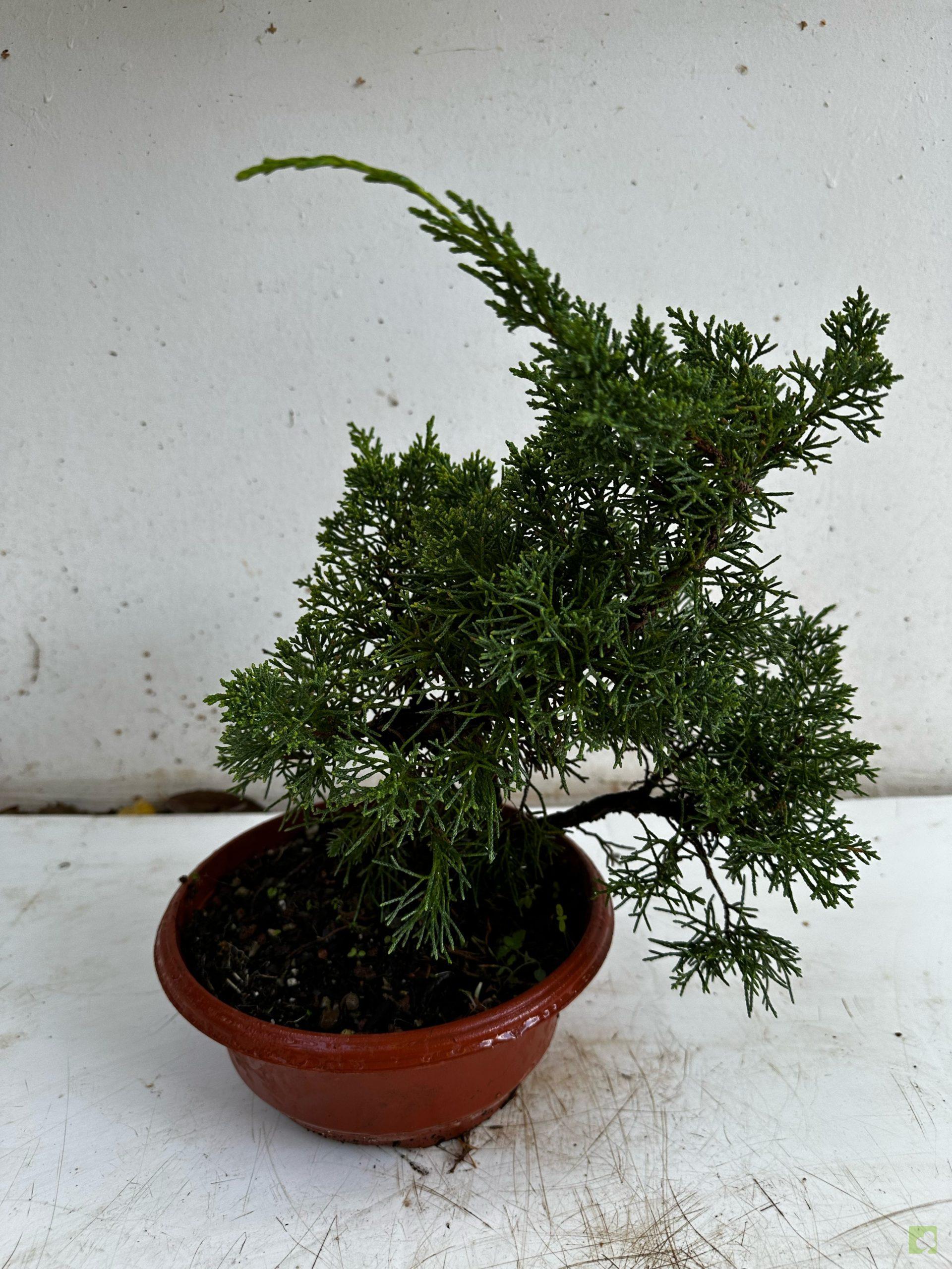 Processed with MOLDIV