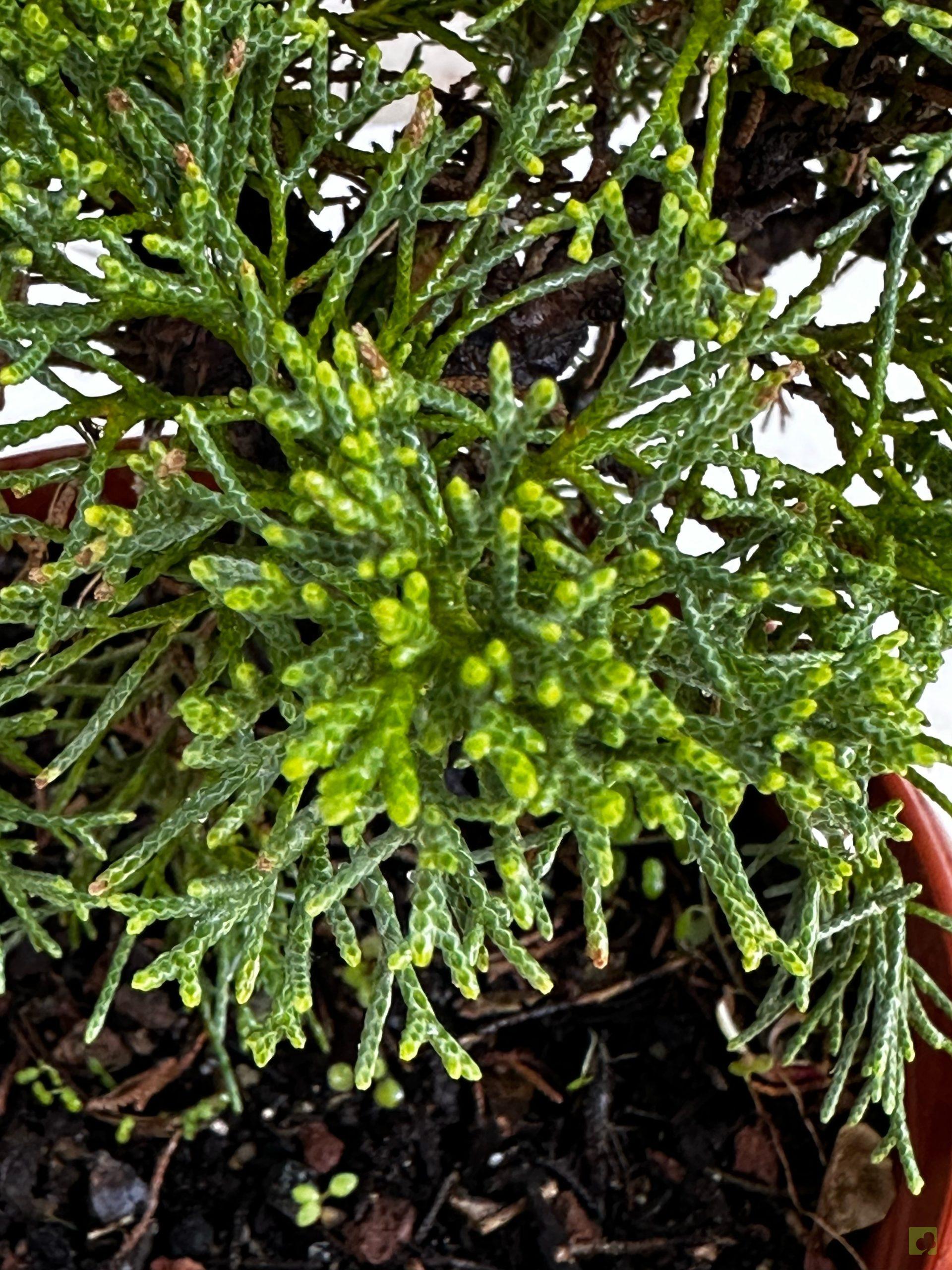 Processed with MOLDIV