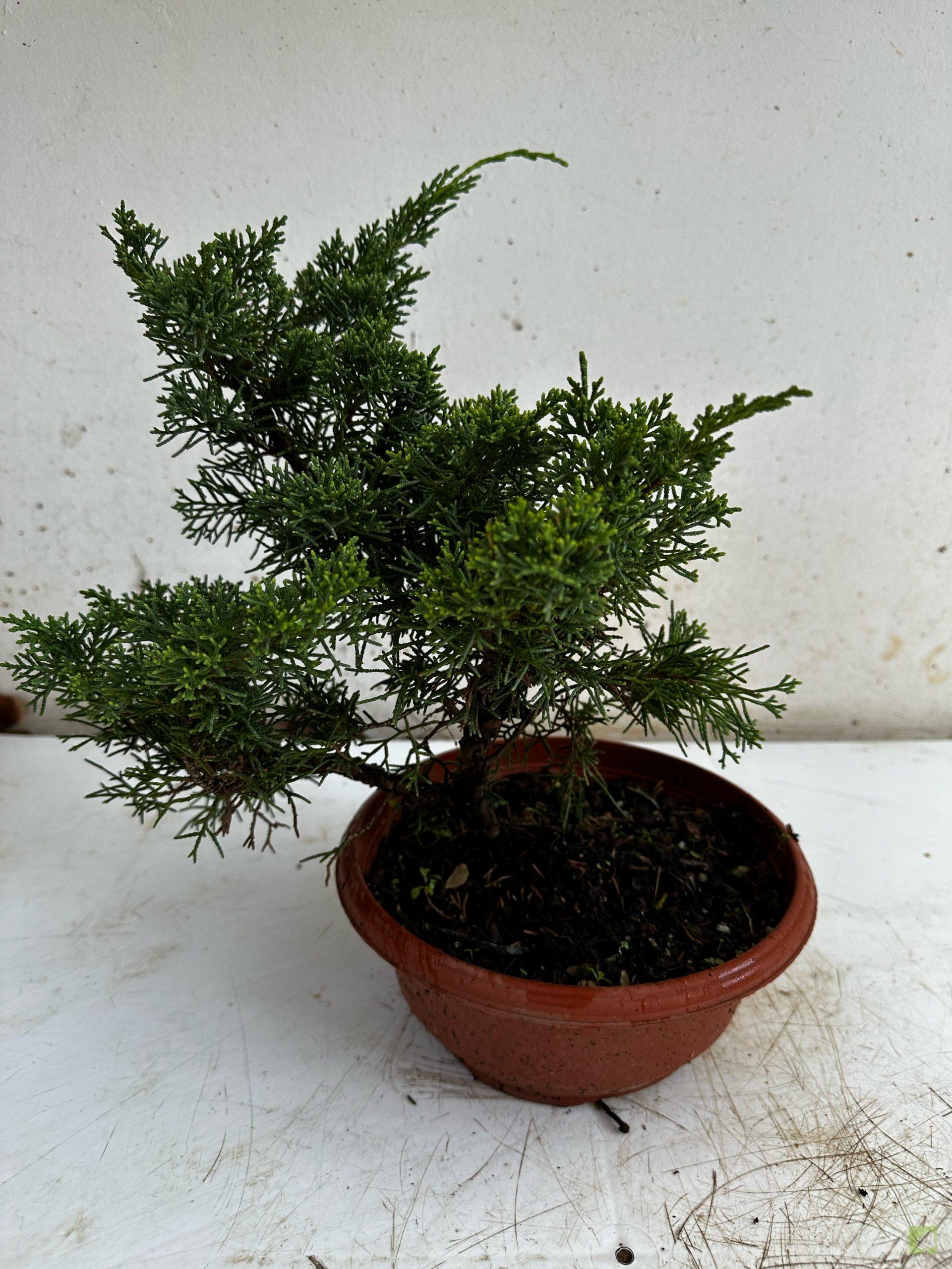 Processed with MOLDIV