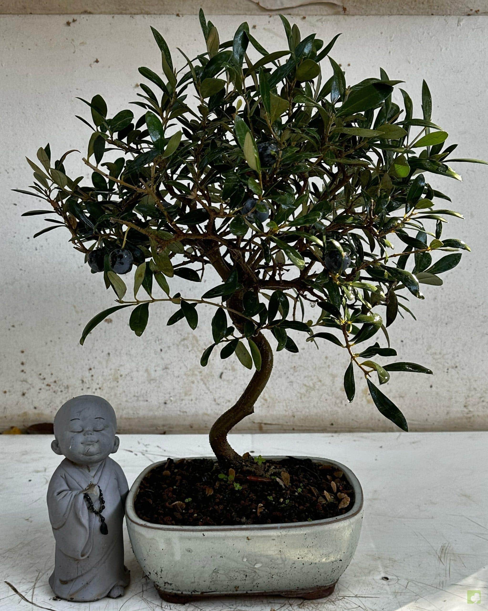 Processed with MOLDIV