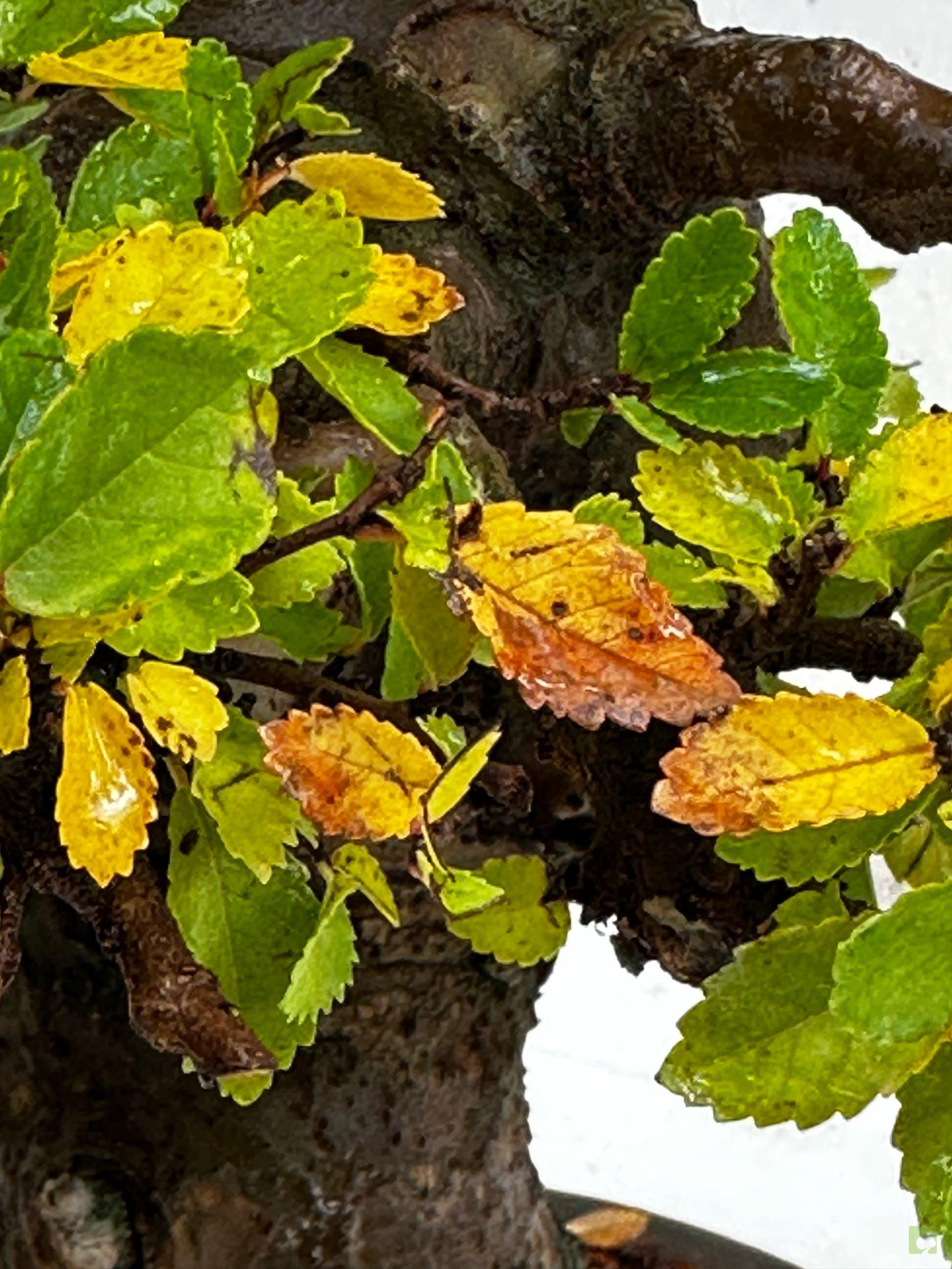 Semillas De Olmo Siberiano (Ulmus Pumila) - Árbol Enano Asiático, Ideal Para Bonsái Y Jardines