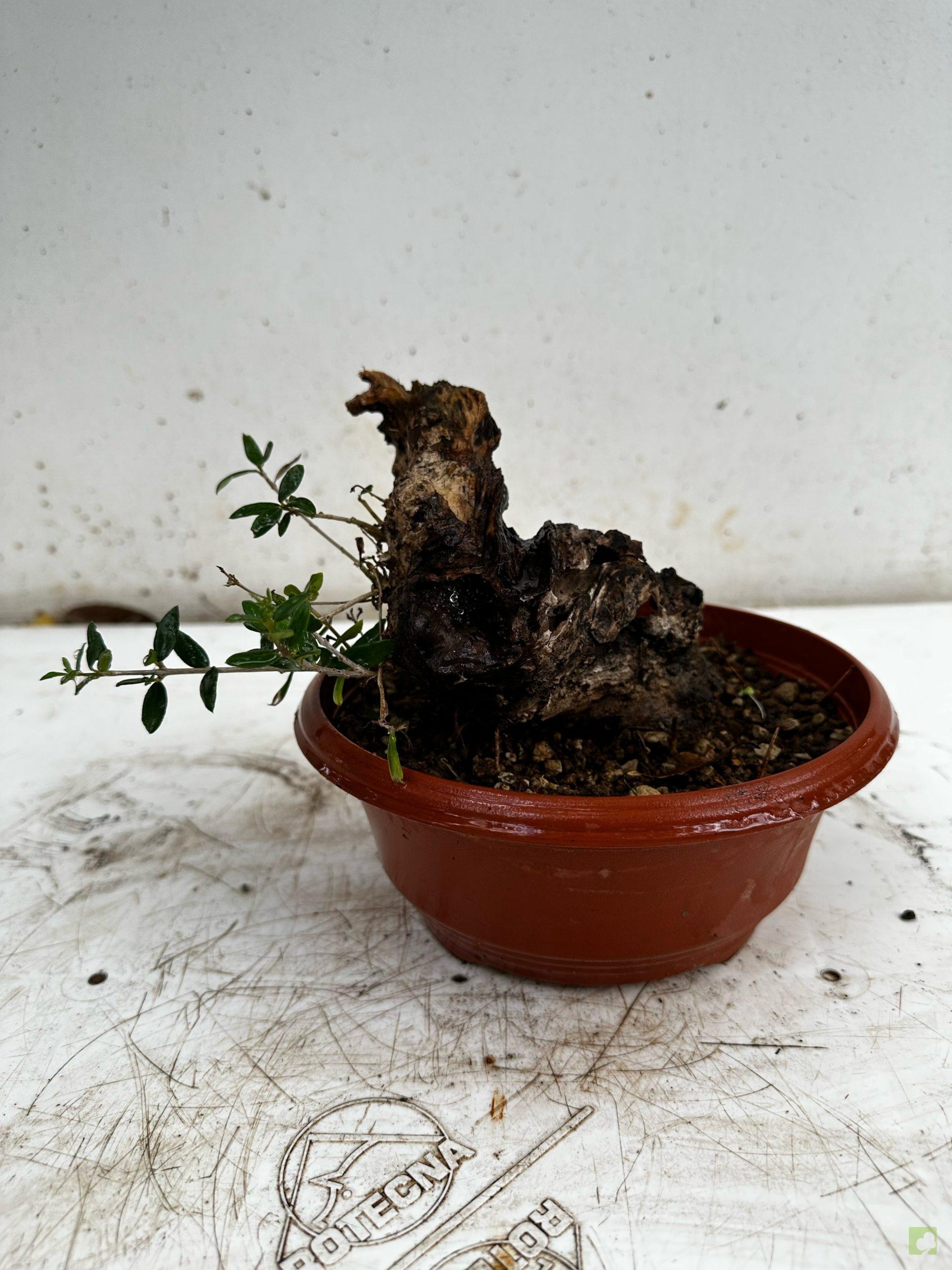 Processed with MOLDIV