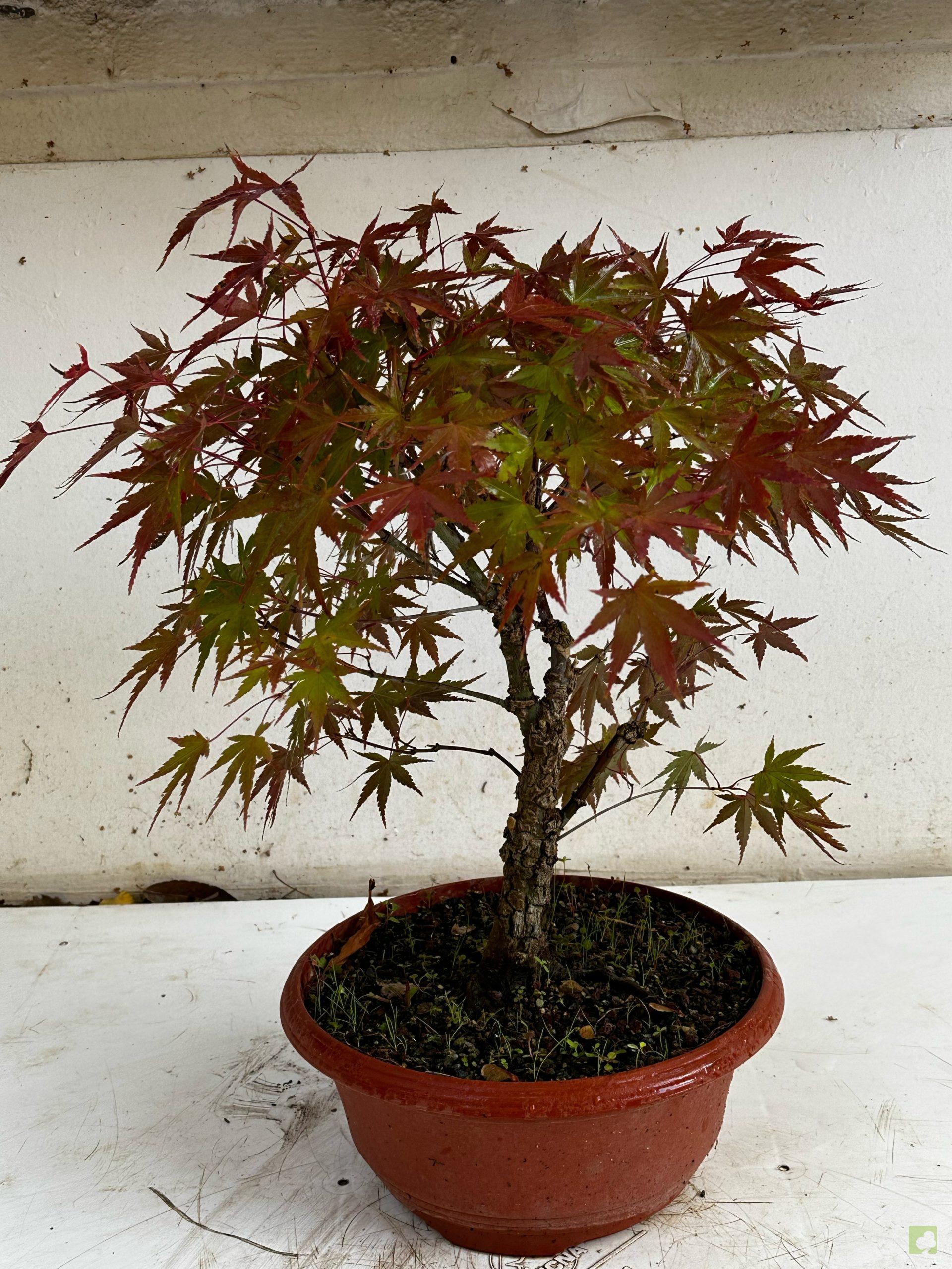 Processed with MOLDIV