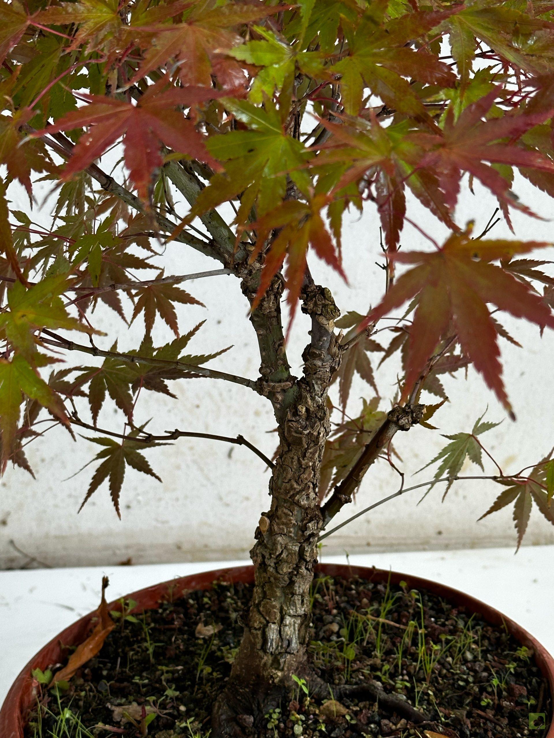 Processed with MOLDIV