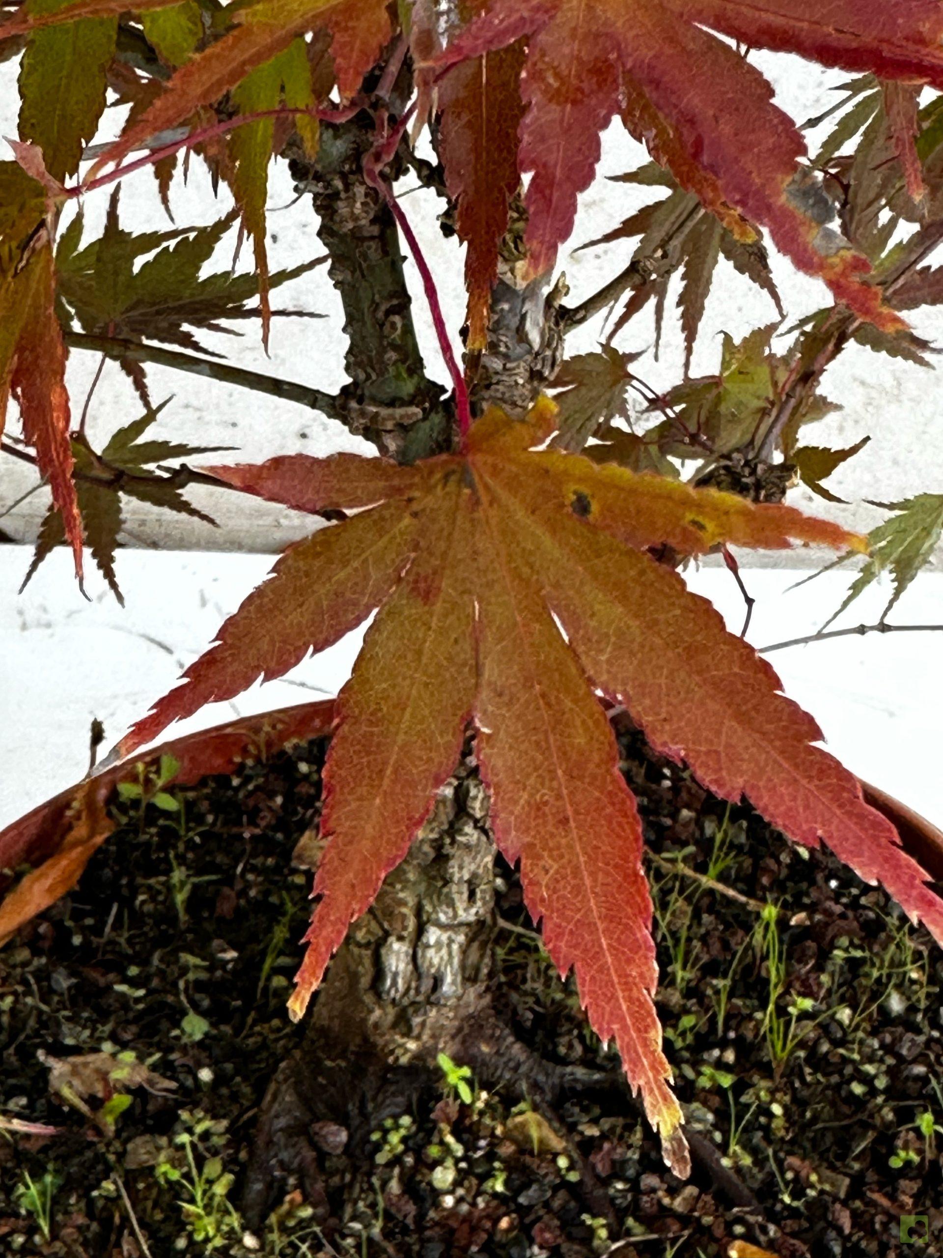 Processed with MOLDIV