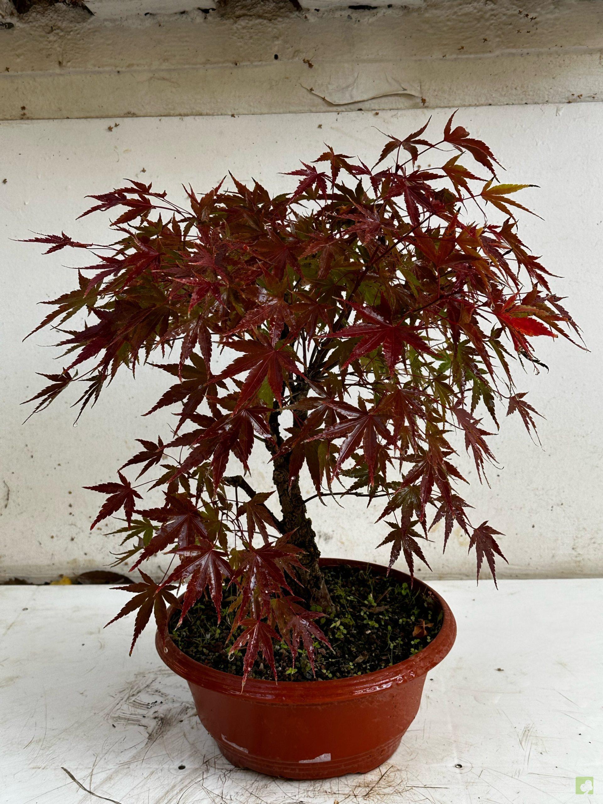 Processed with MOLDIV