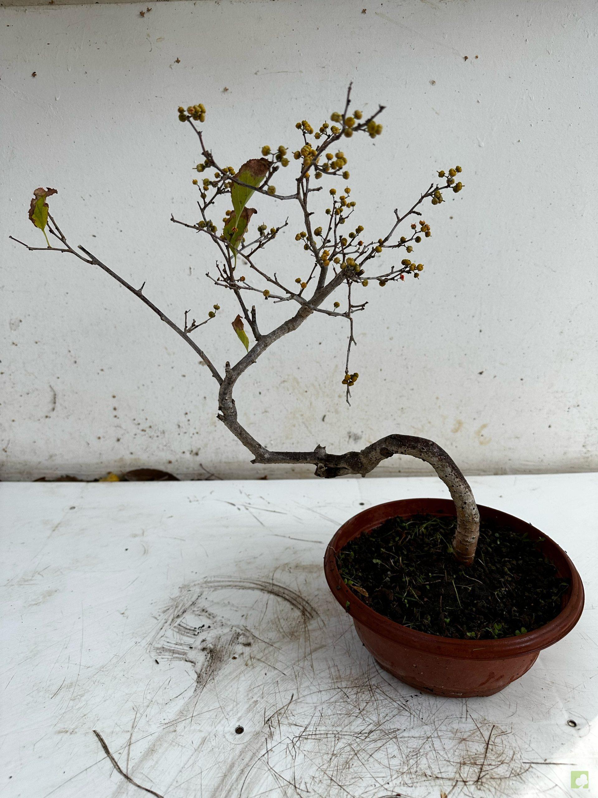 Processed with MOLDIV