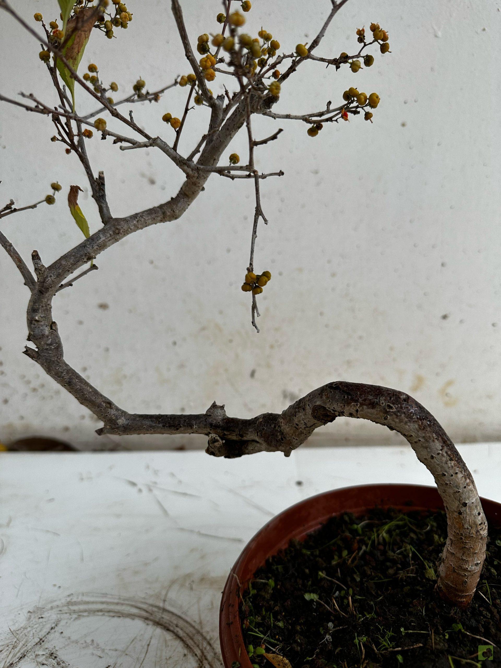 Processed with MOLDIV