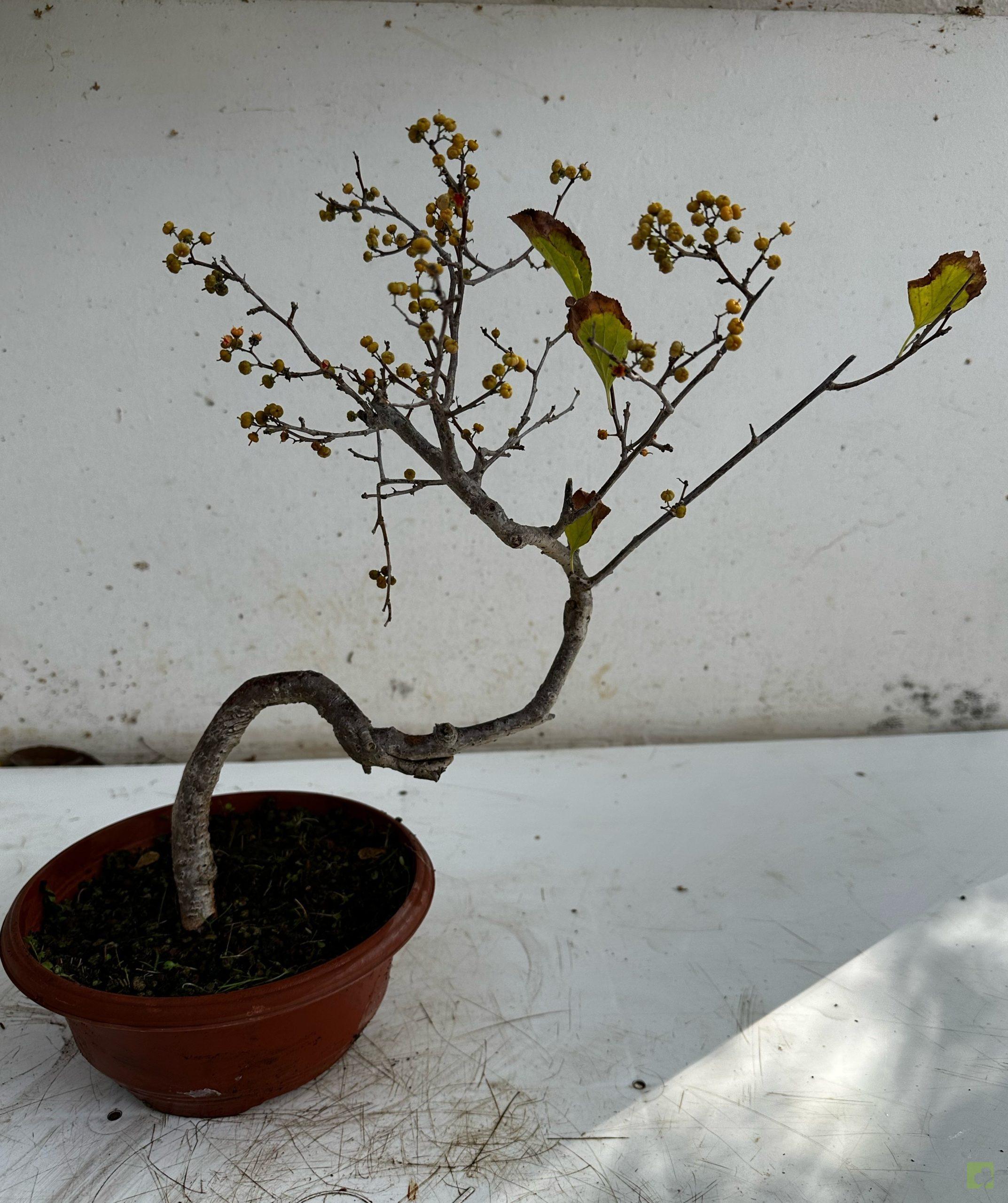 Processed with MOLDIV