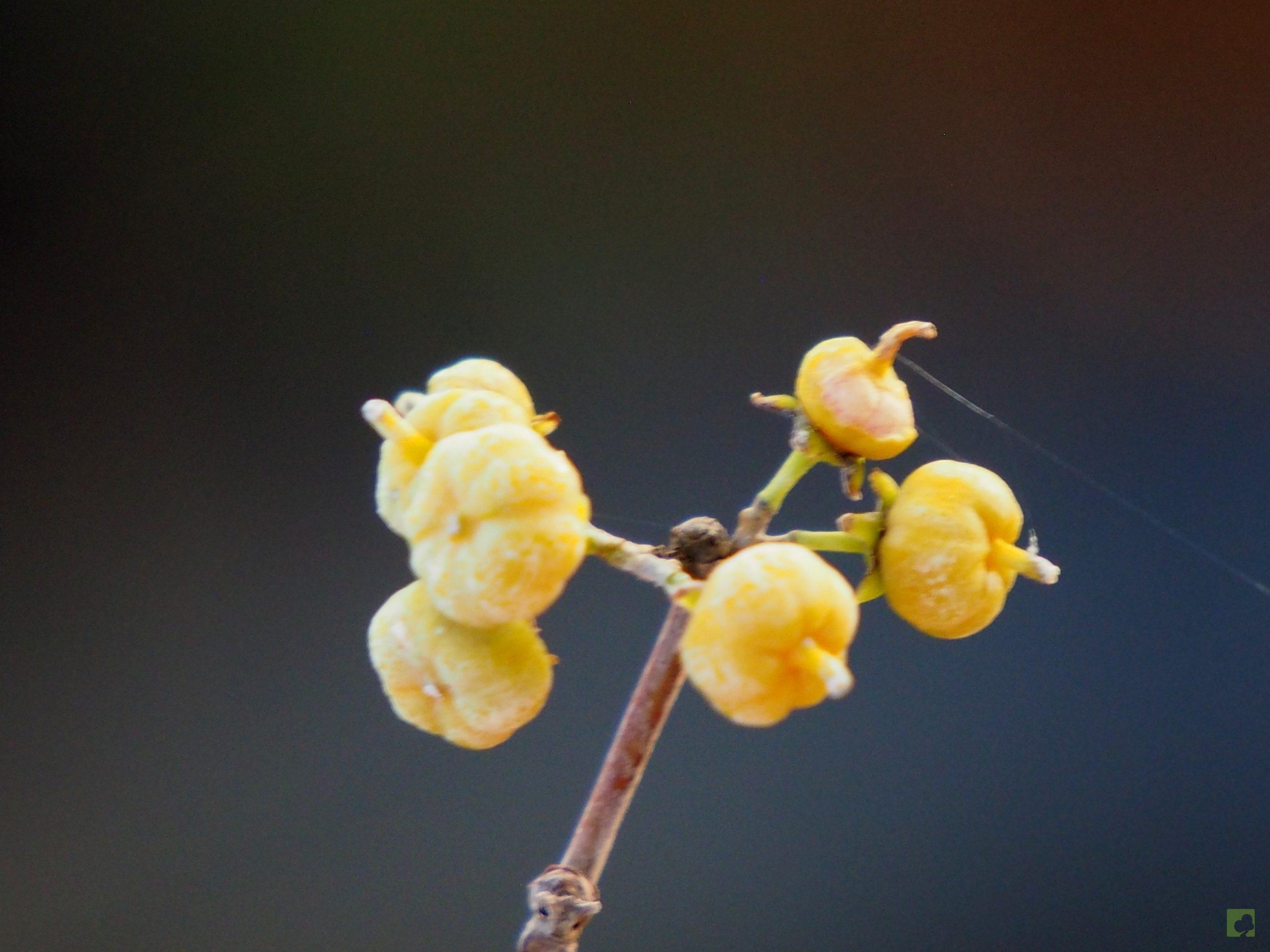 Processed with MOLDIV