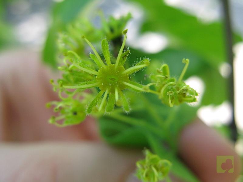 800px-Flowering_plants_BCP_017