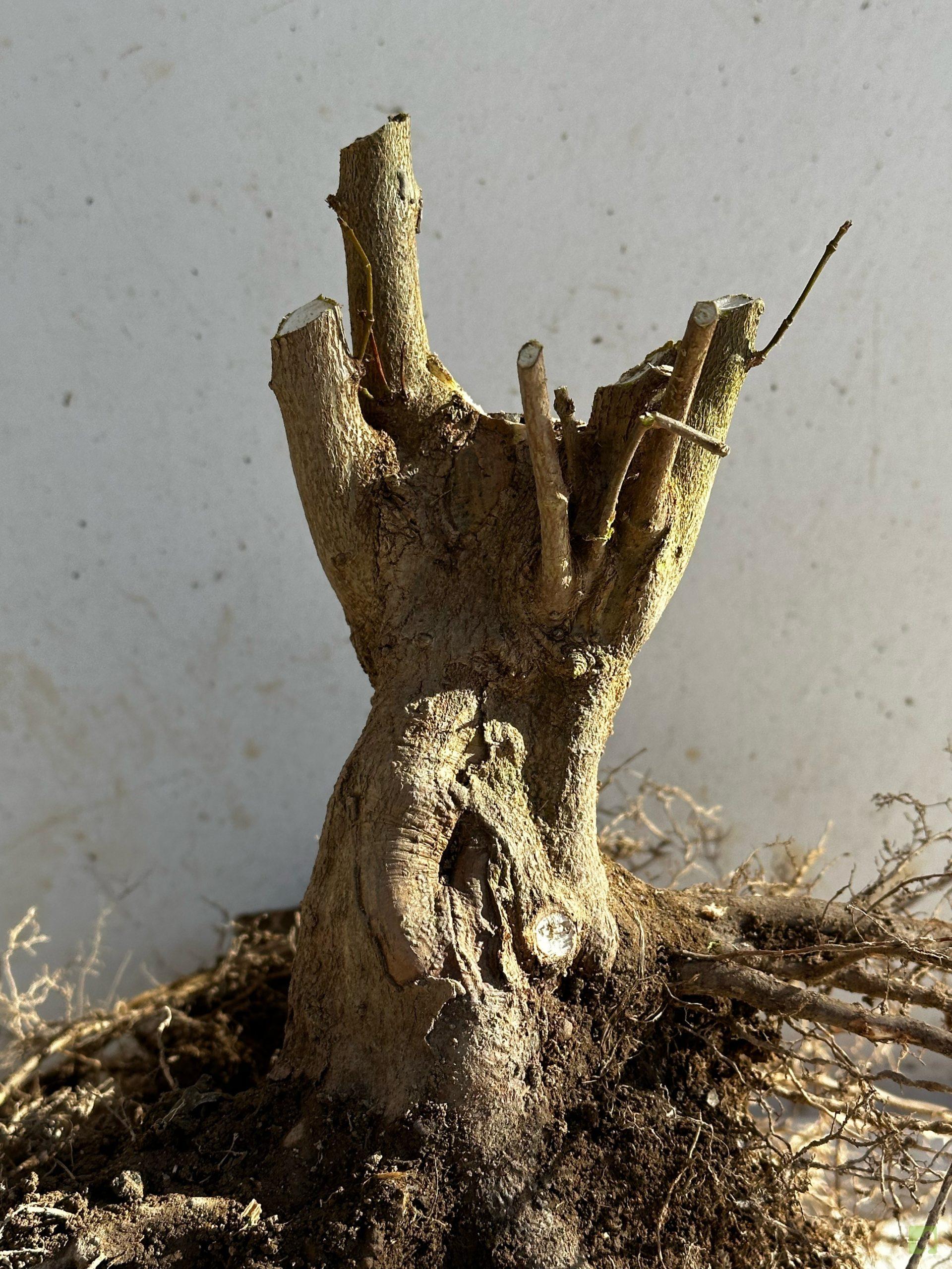 Processed with MOLDIV