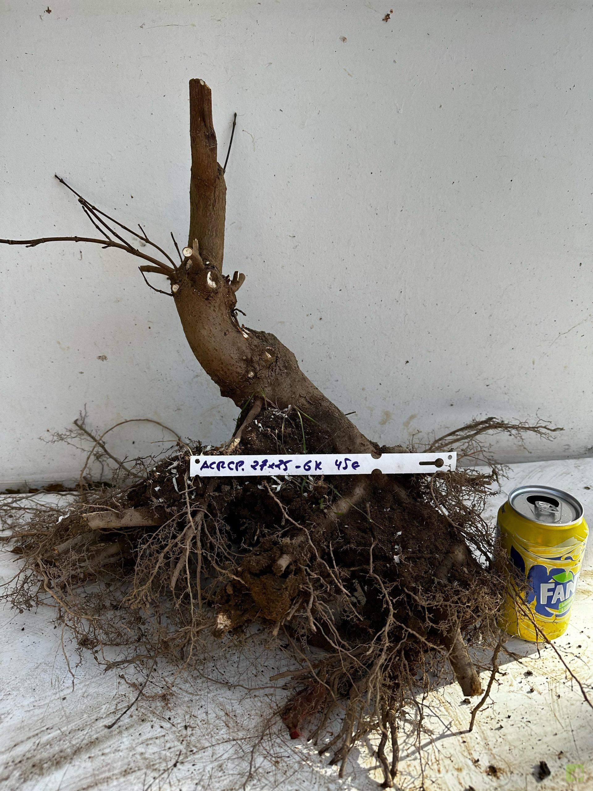 Processed with MOLDIV