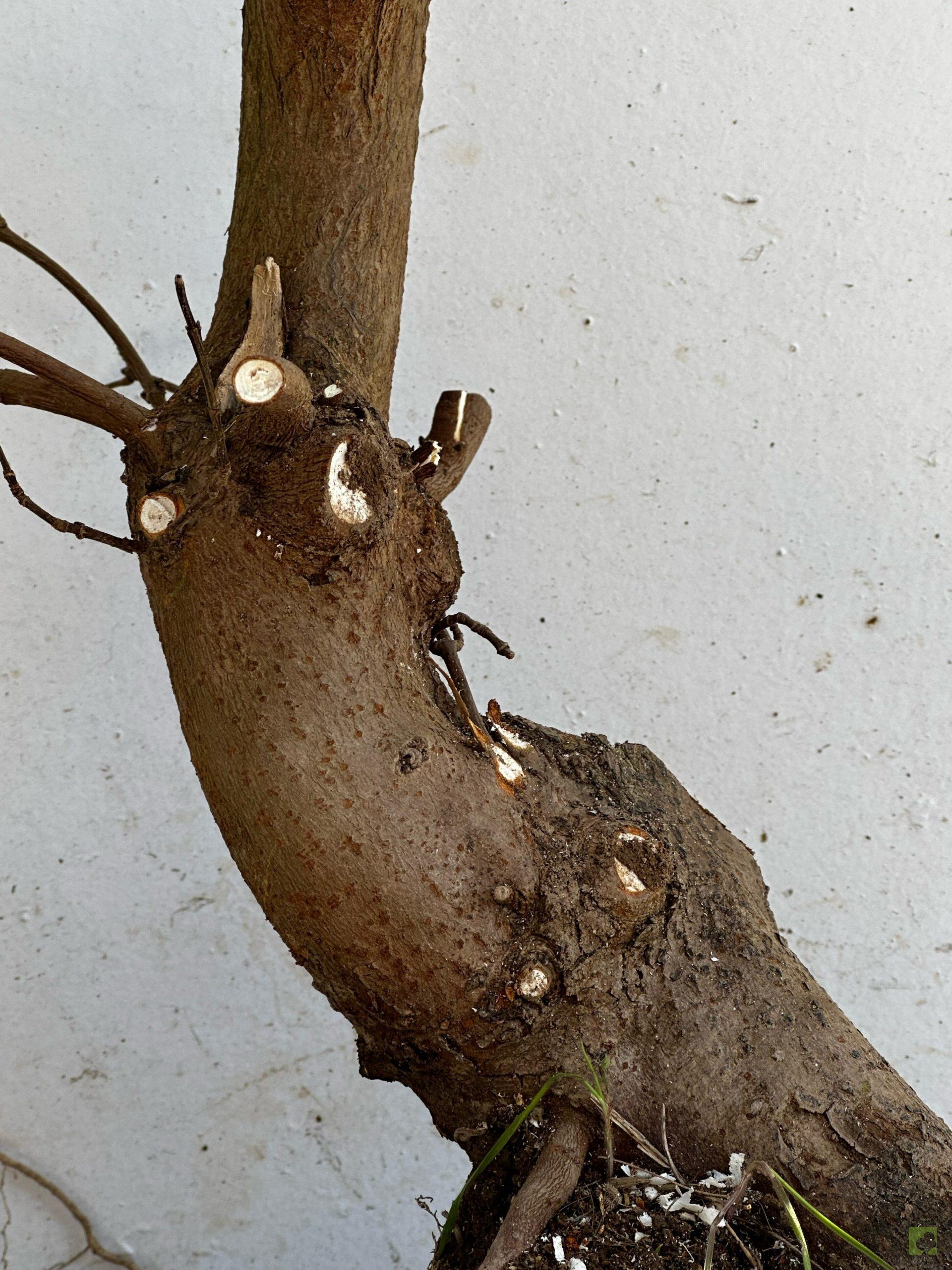 Processed with MOLDIV