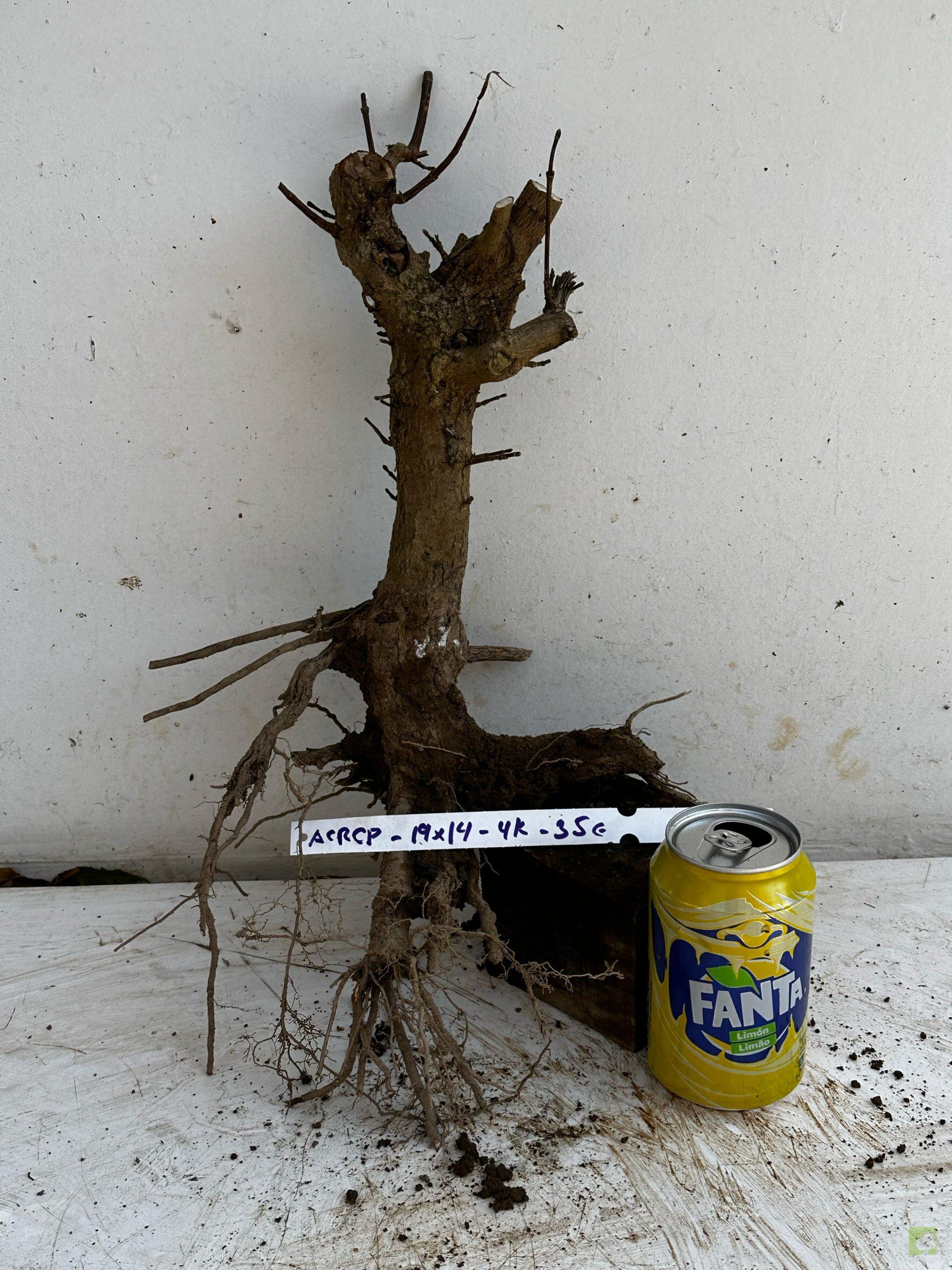 Processed with MOLDIV