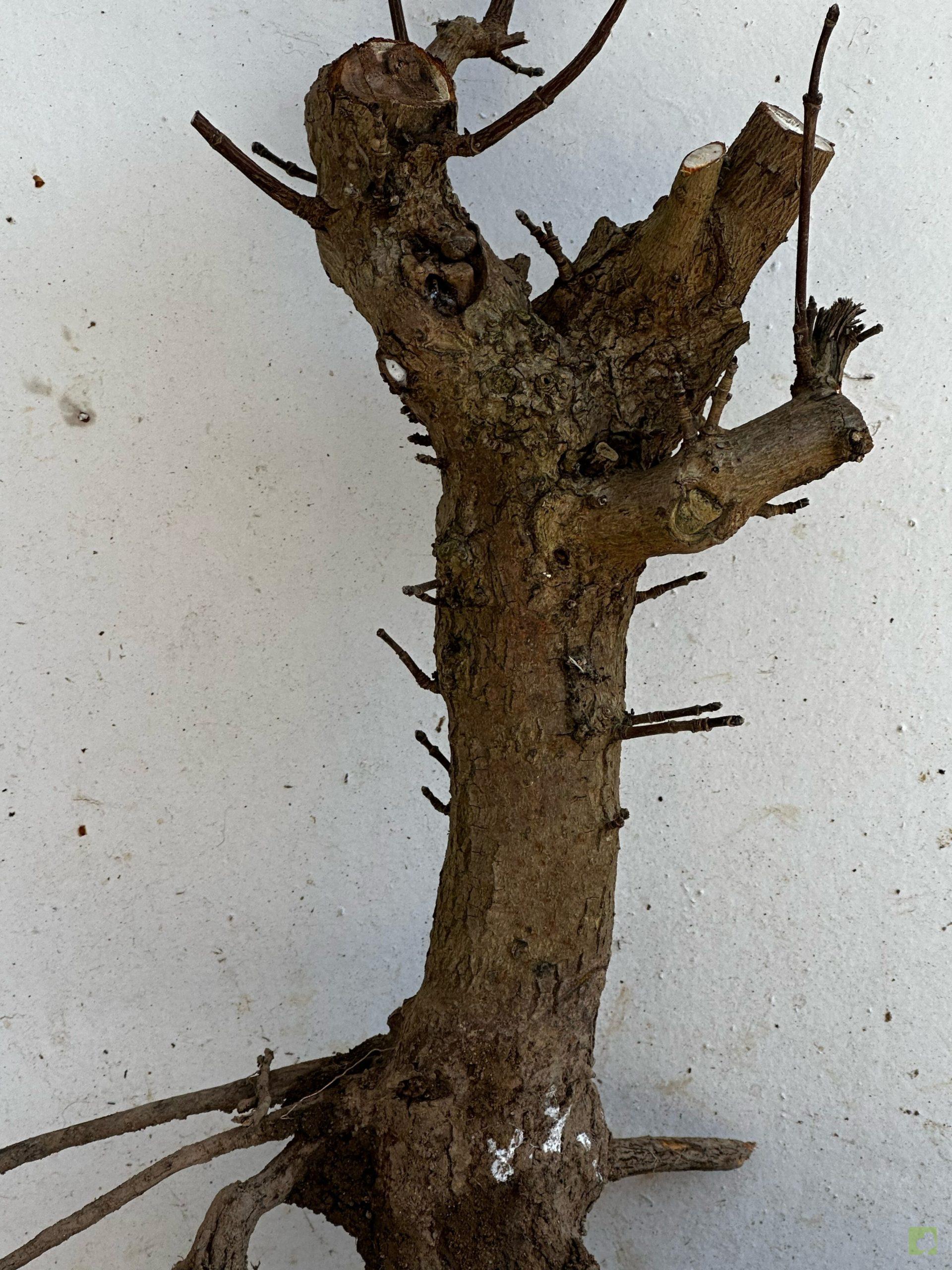 Processed with MOLDIV