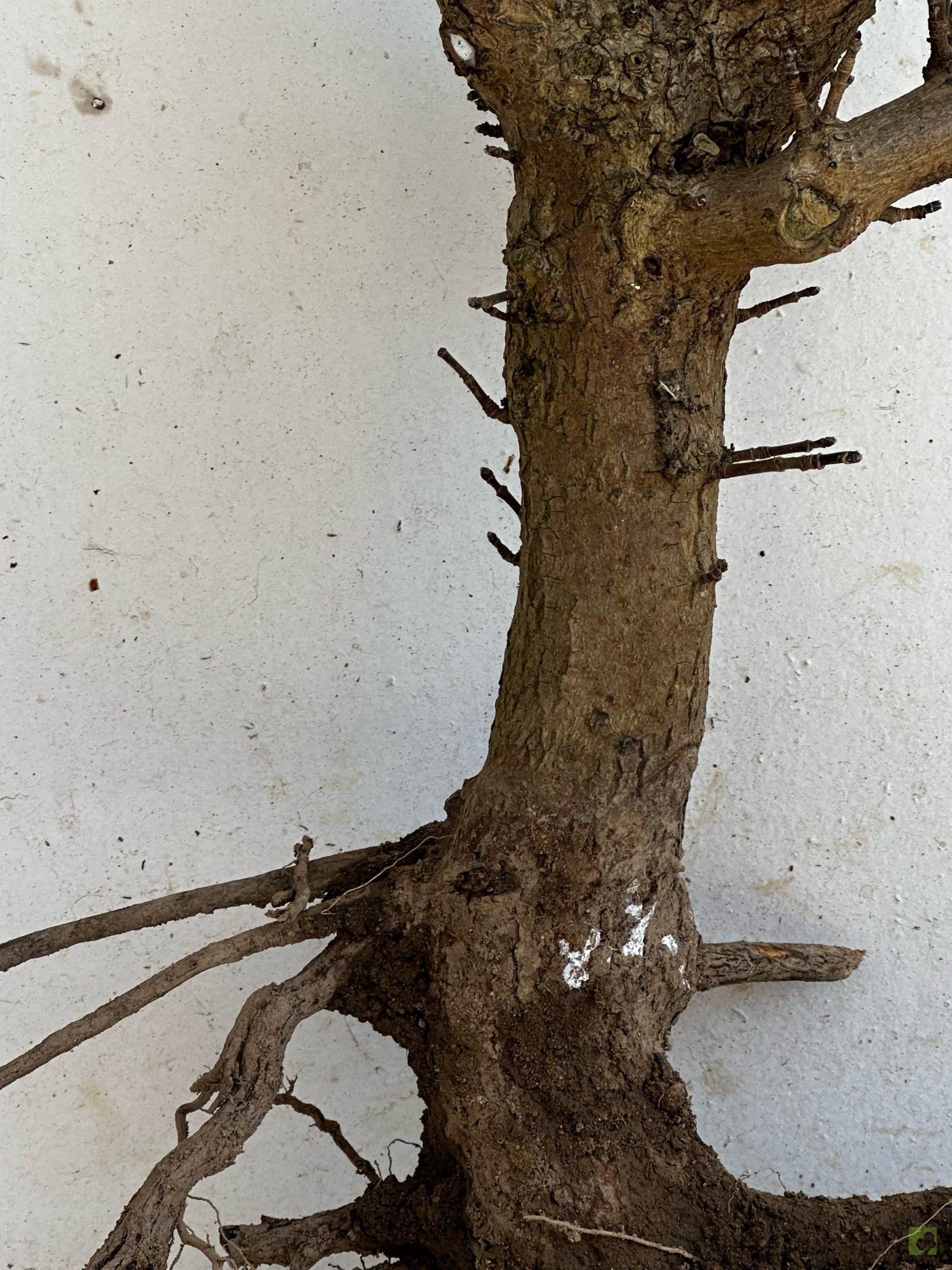 Processed with MOLDIV