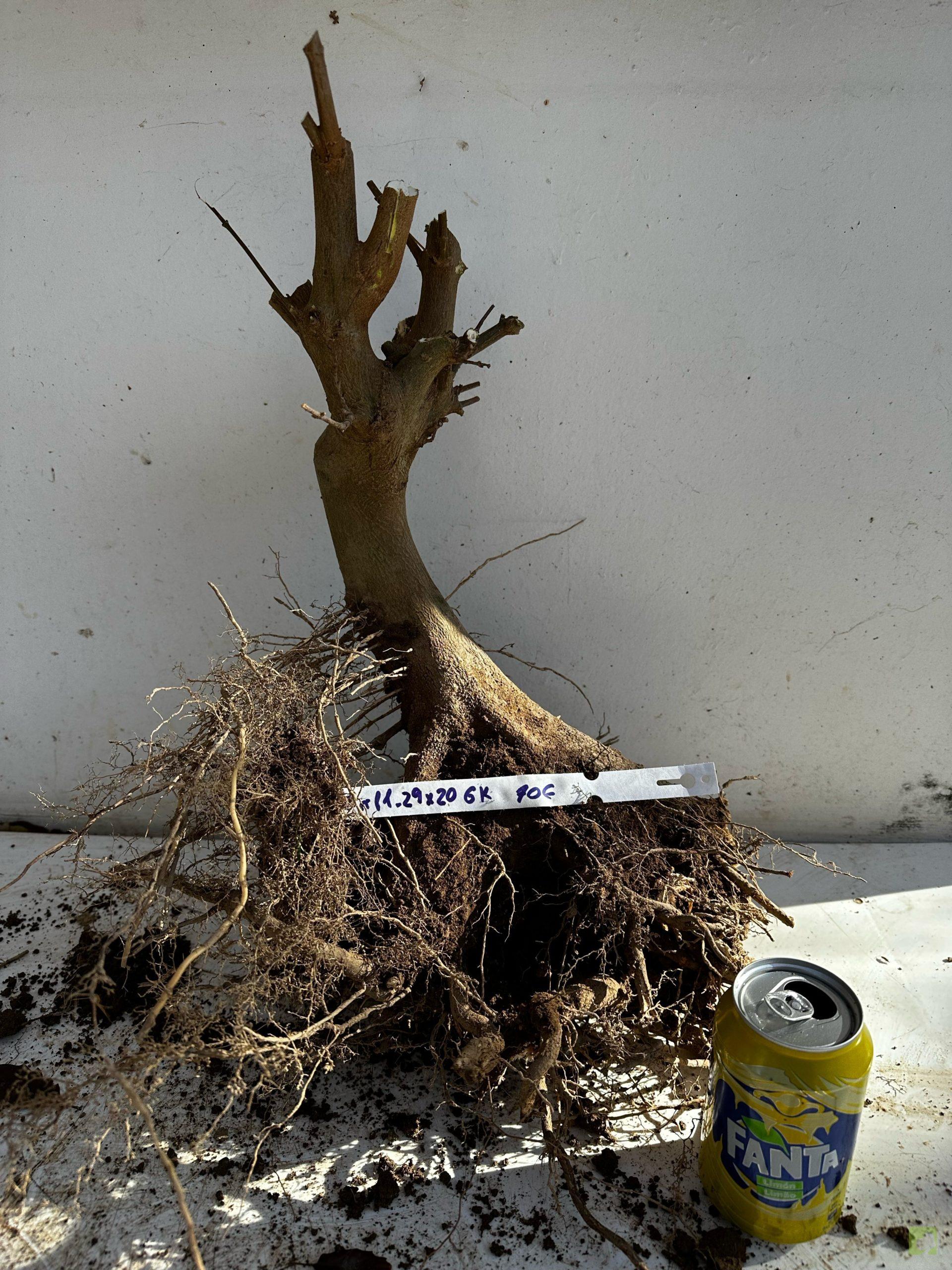 Processed with MOLDIV