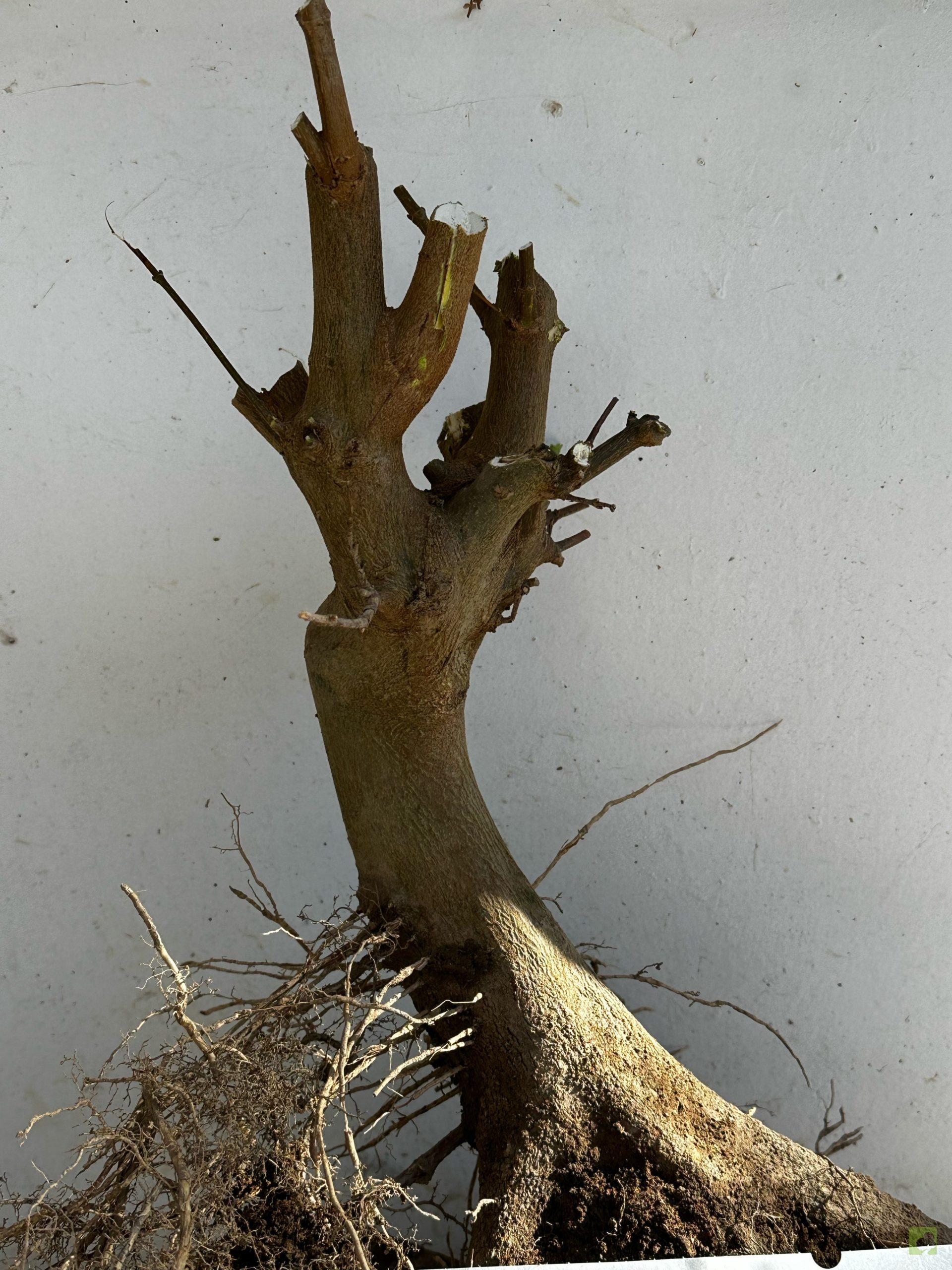 Processed with MOLDIV