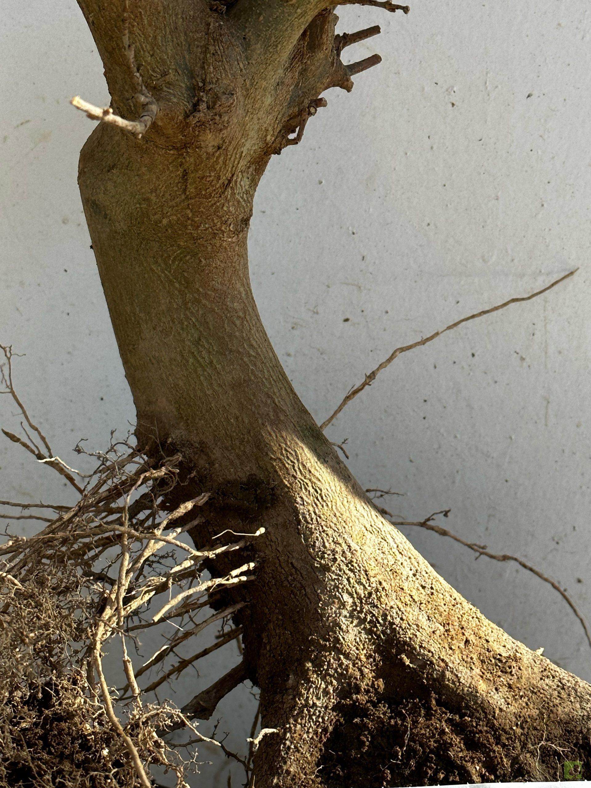 Processed with MOLDIV