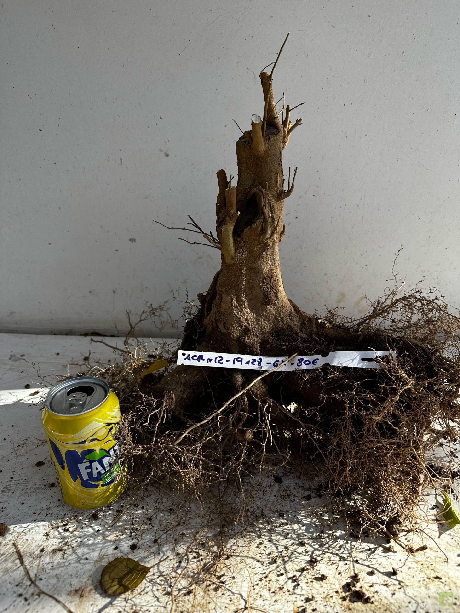 Processed with MOLDIV