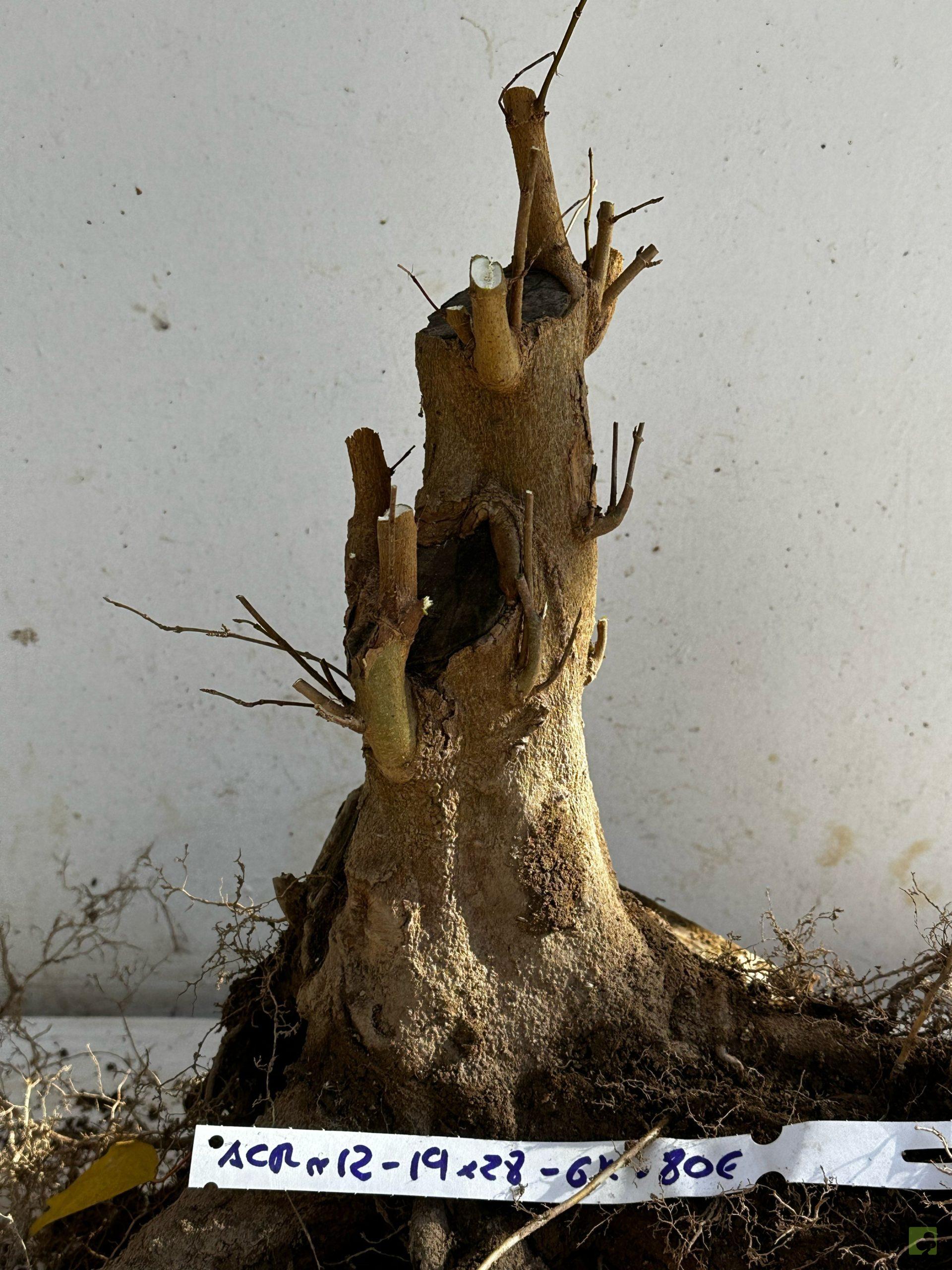 Processed with MOLDIV