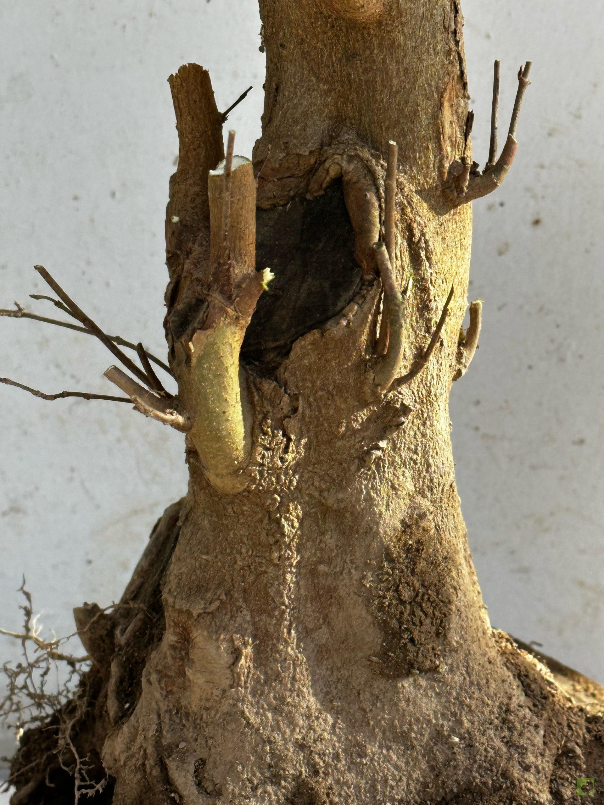 Processed with MOLDIV