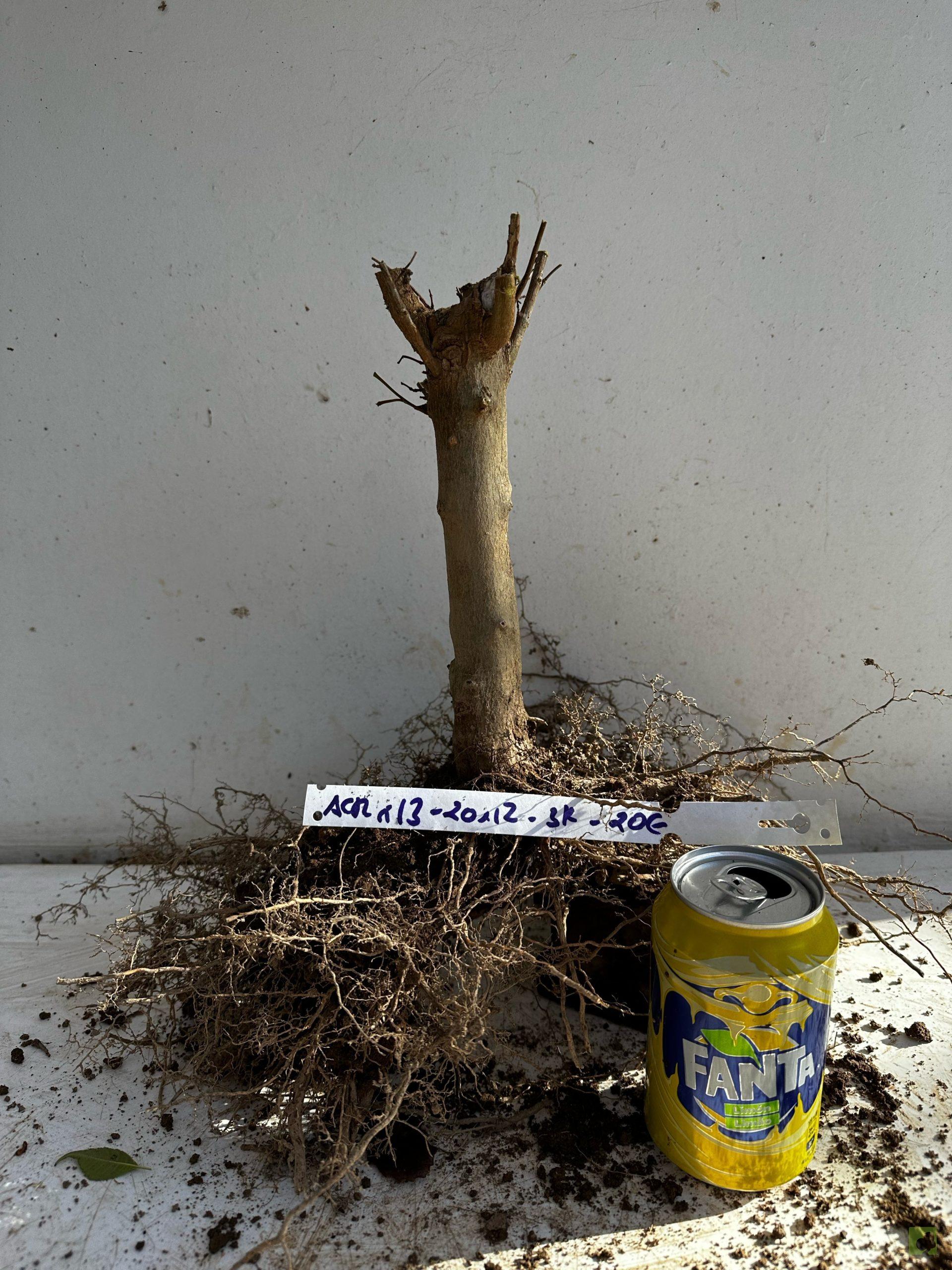 Processed with MOLDIV