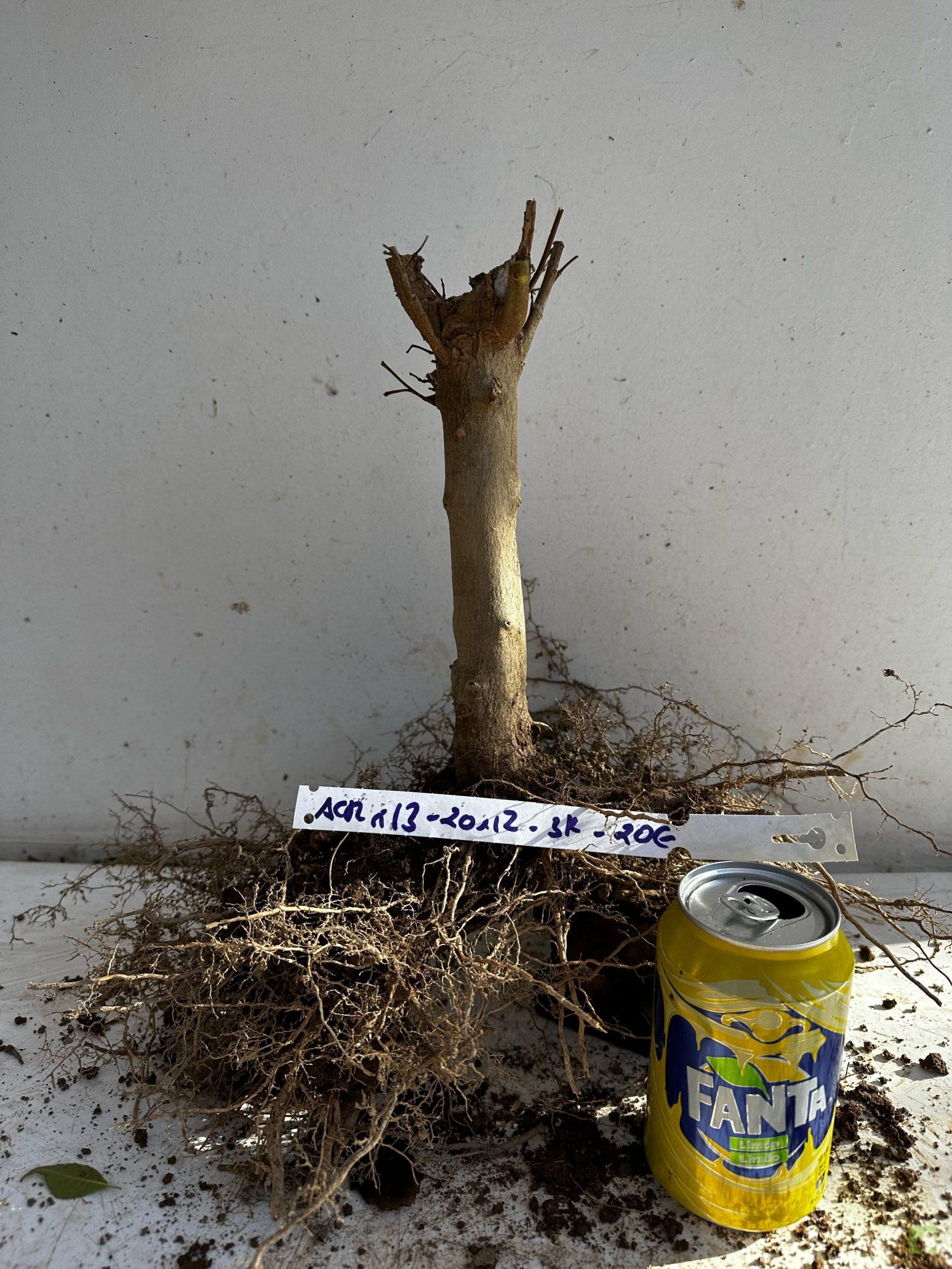 Processed with MOLDIV