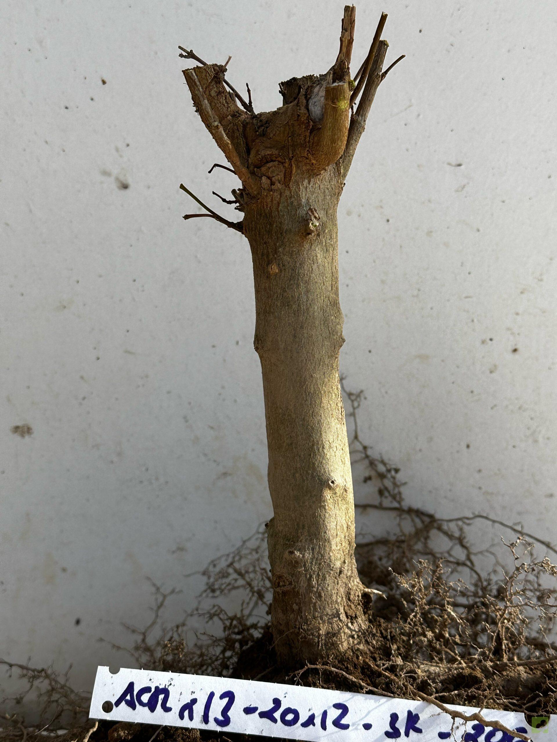 Processed with MOLDIV