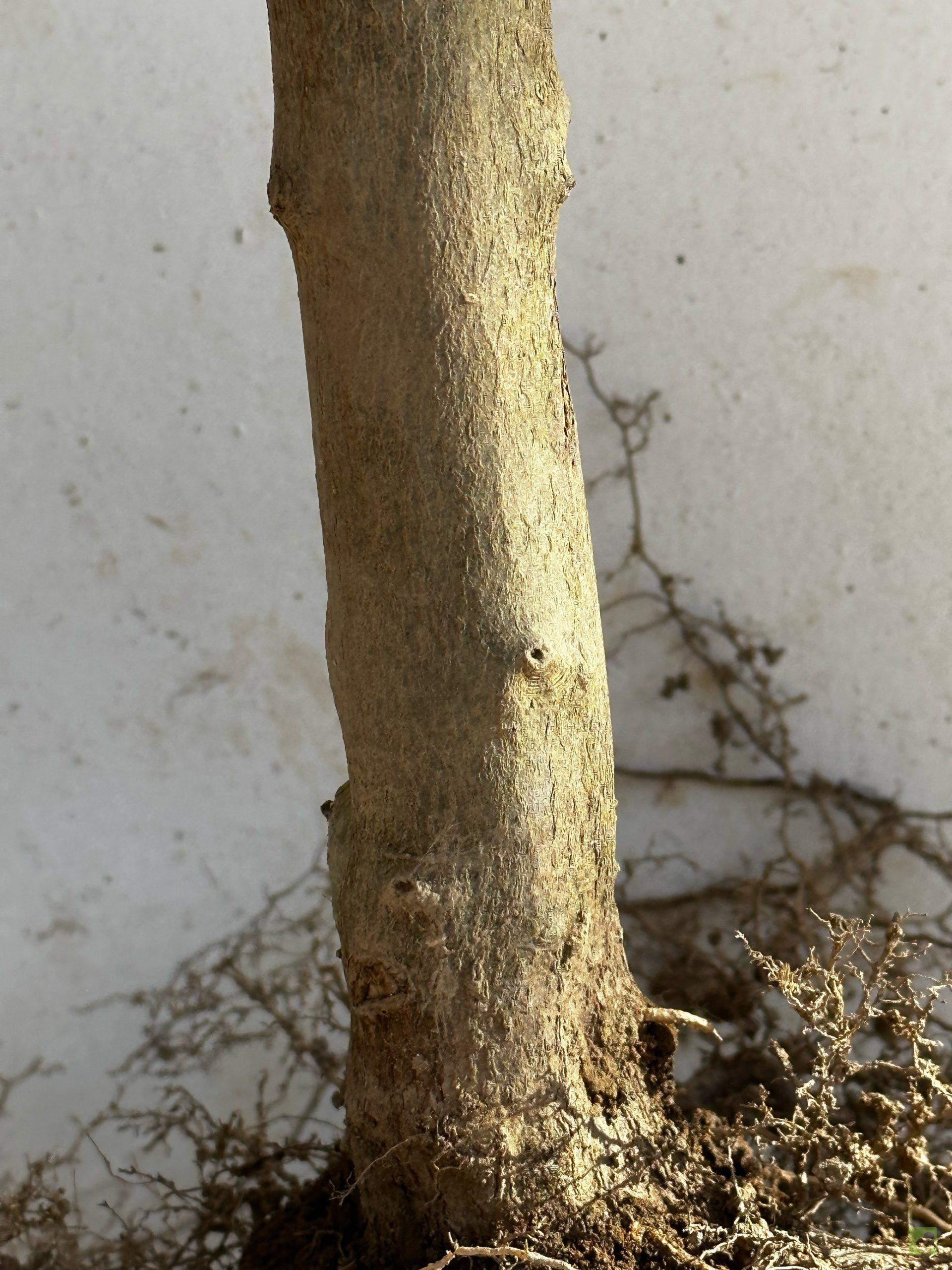 Processed with MOLDIV