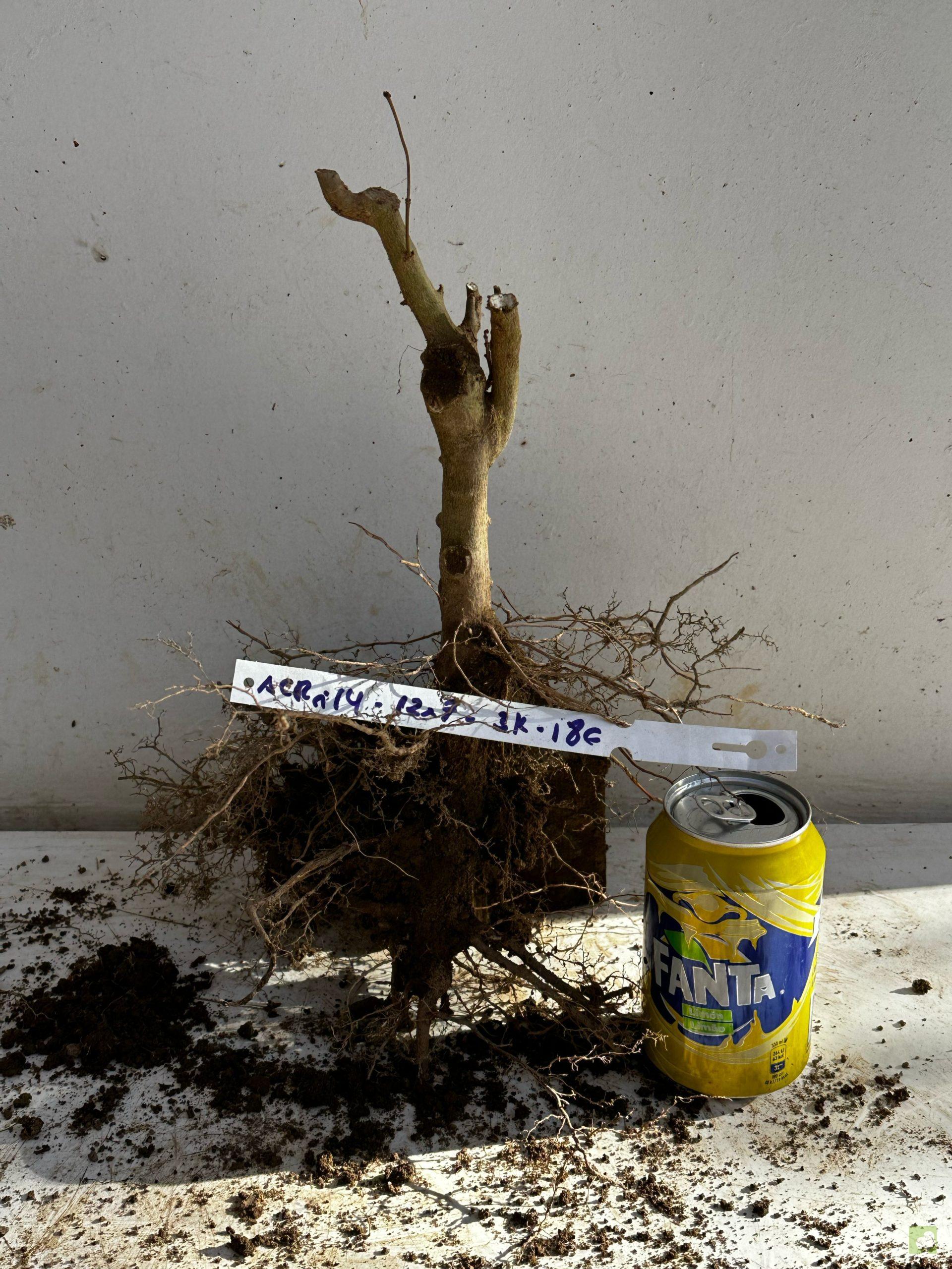 Processed with MOLDIV