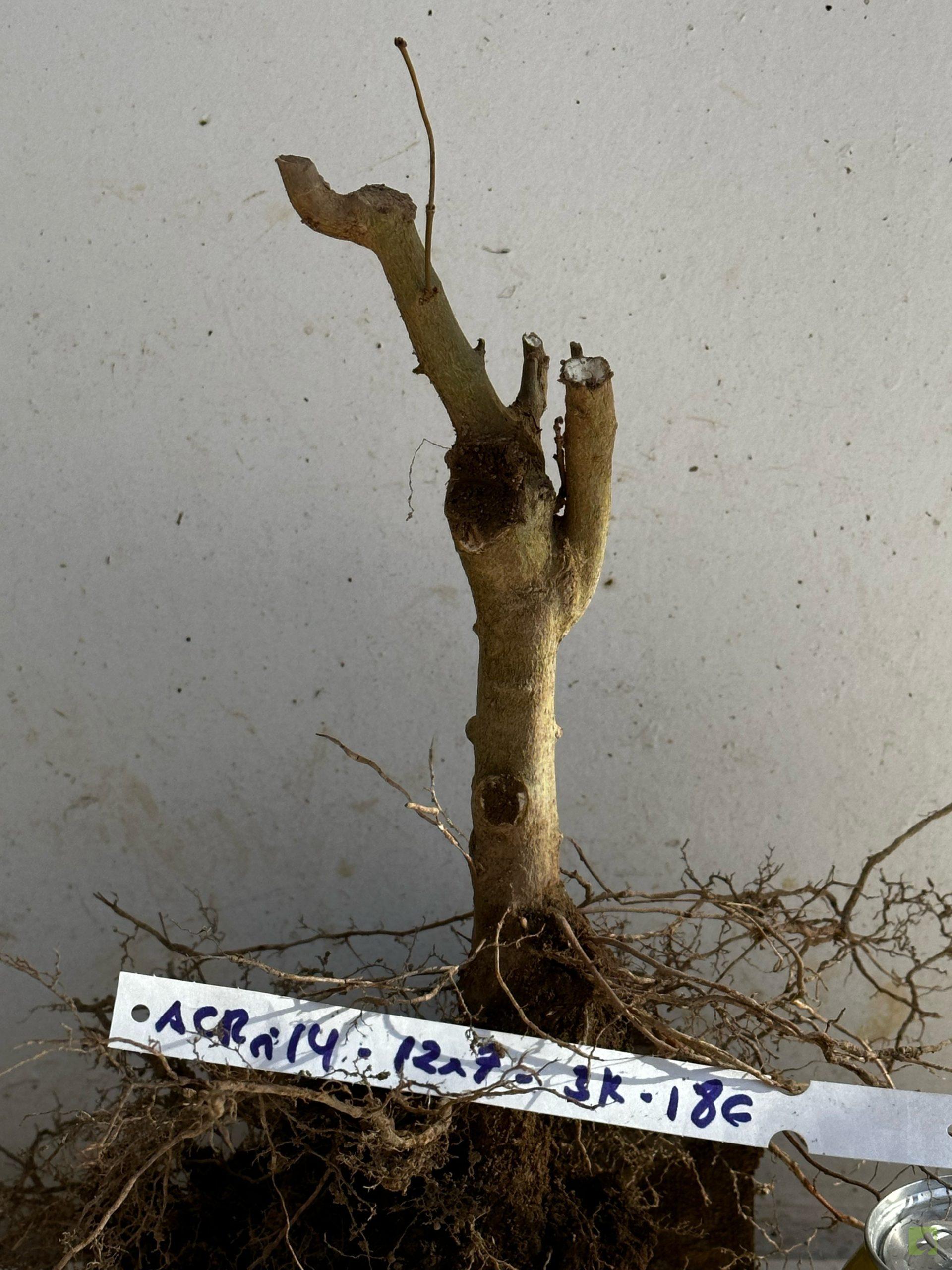 Processed with MOLDIV