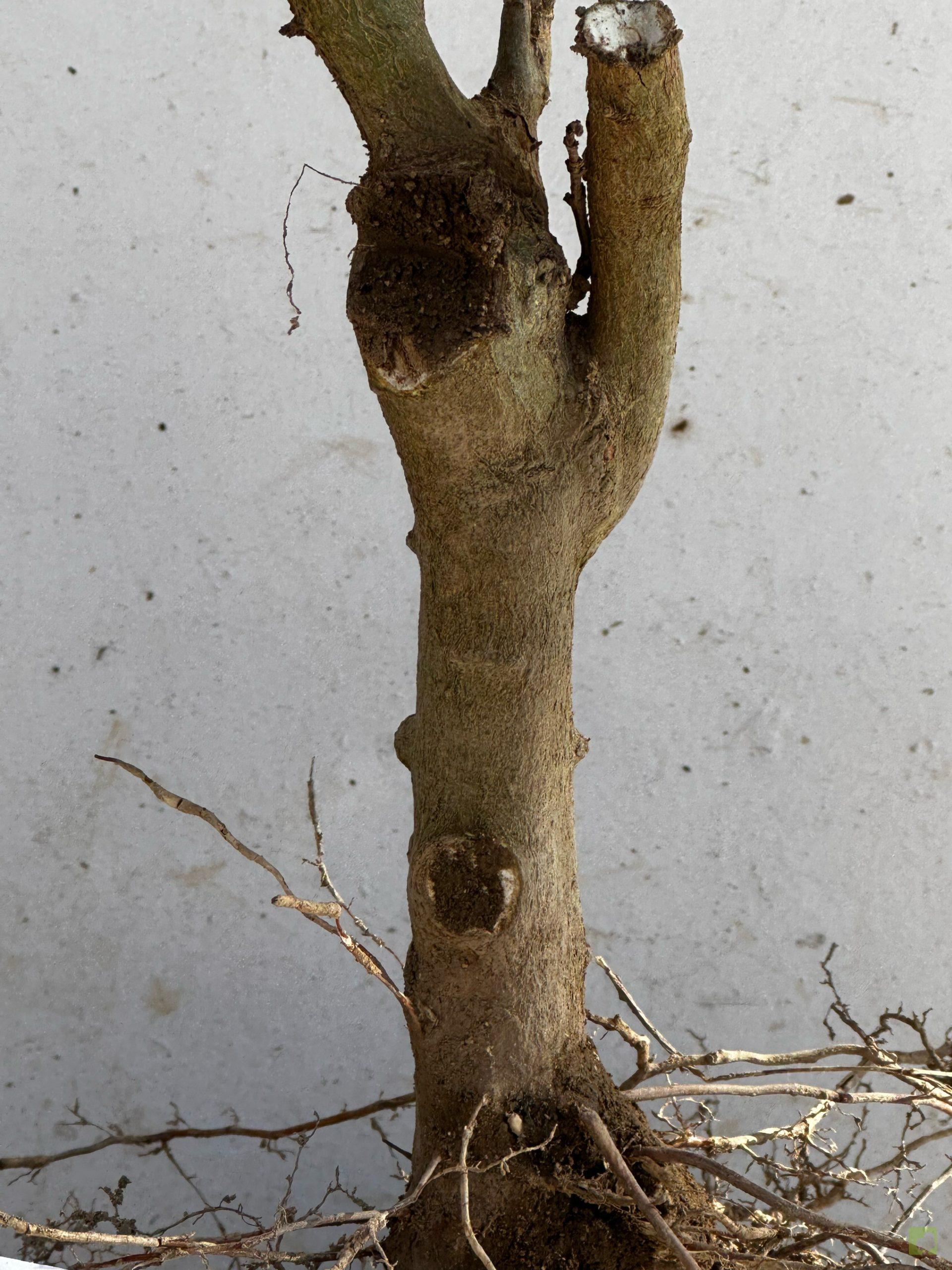 Processed with MOLDIV