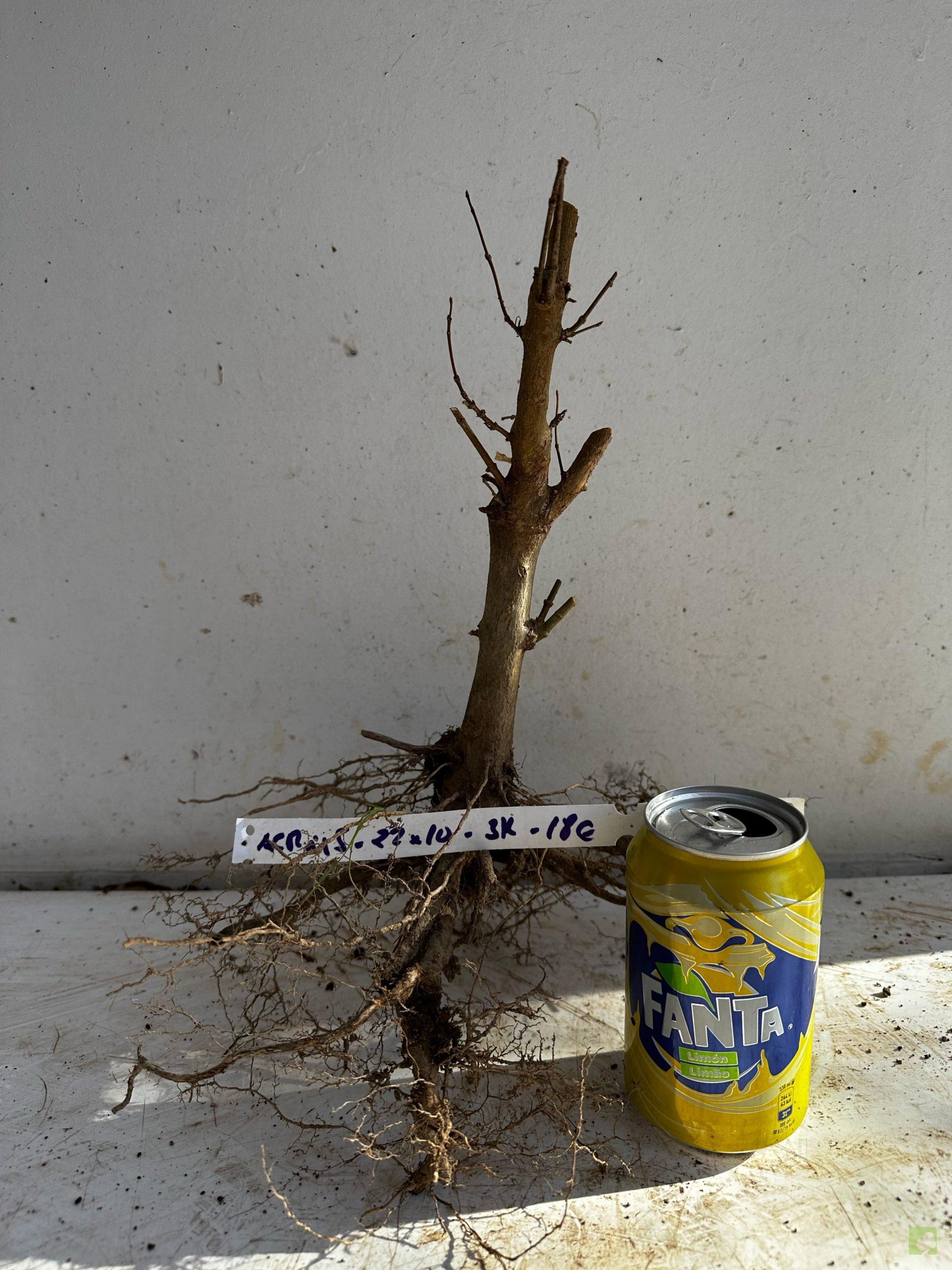 Processed with MOLDIV