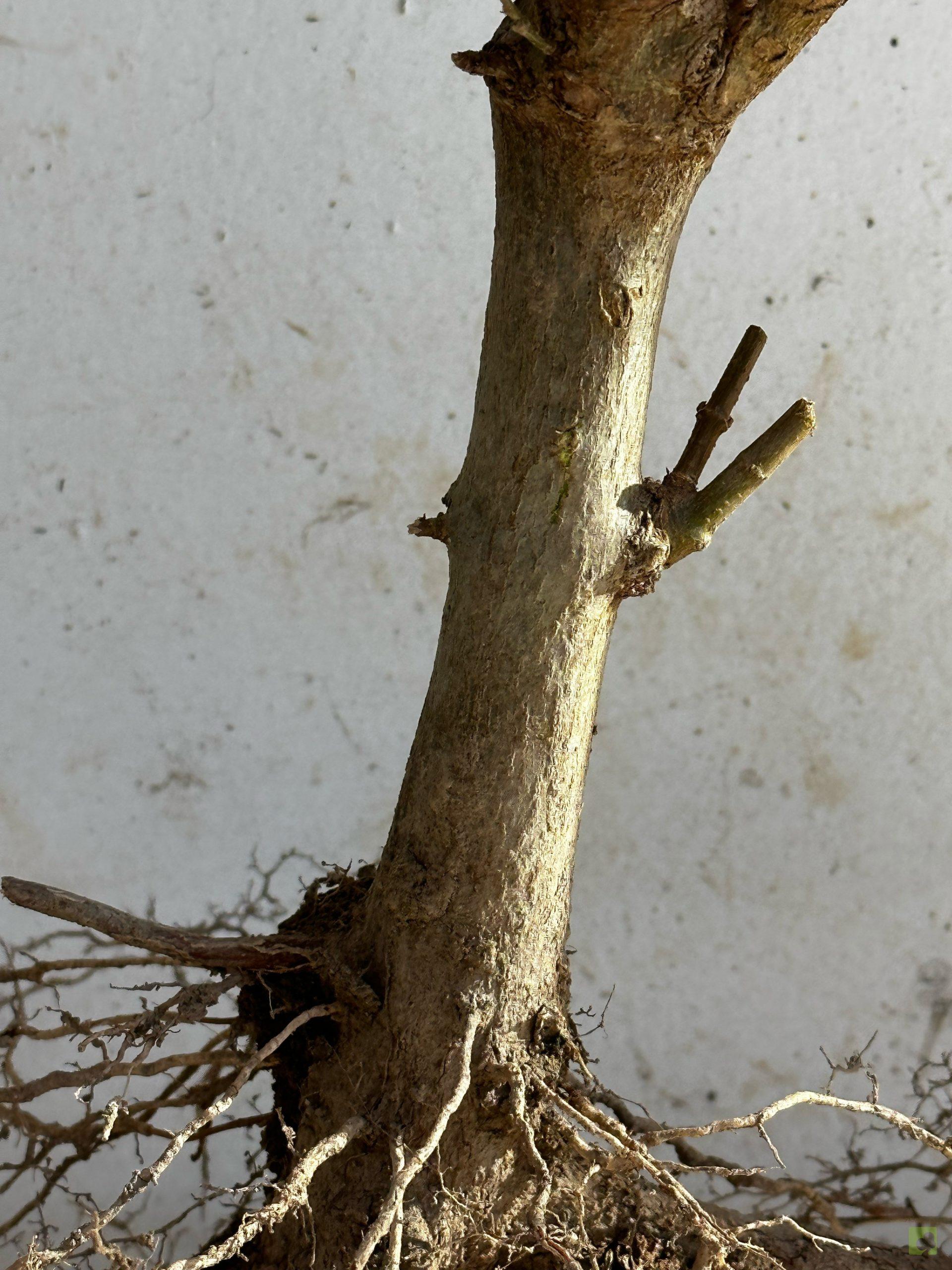 Processed with MOLDIV