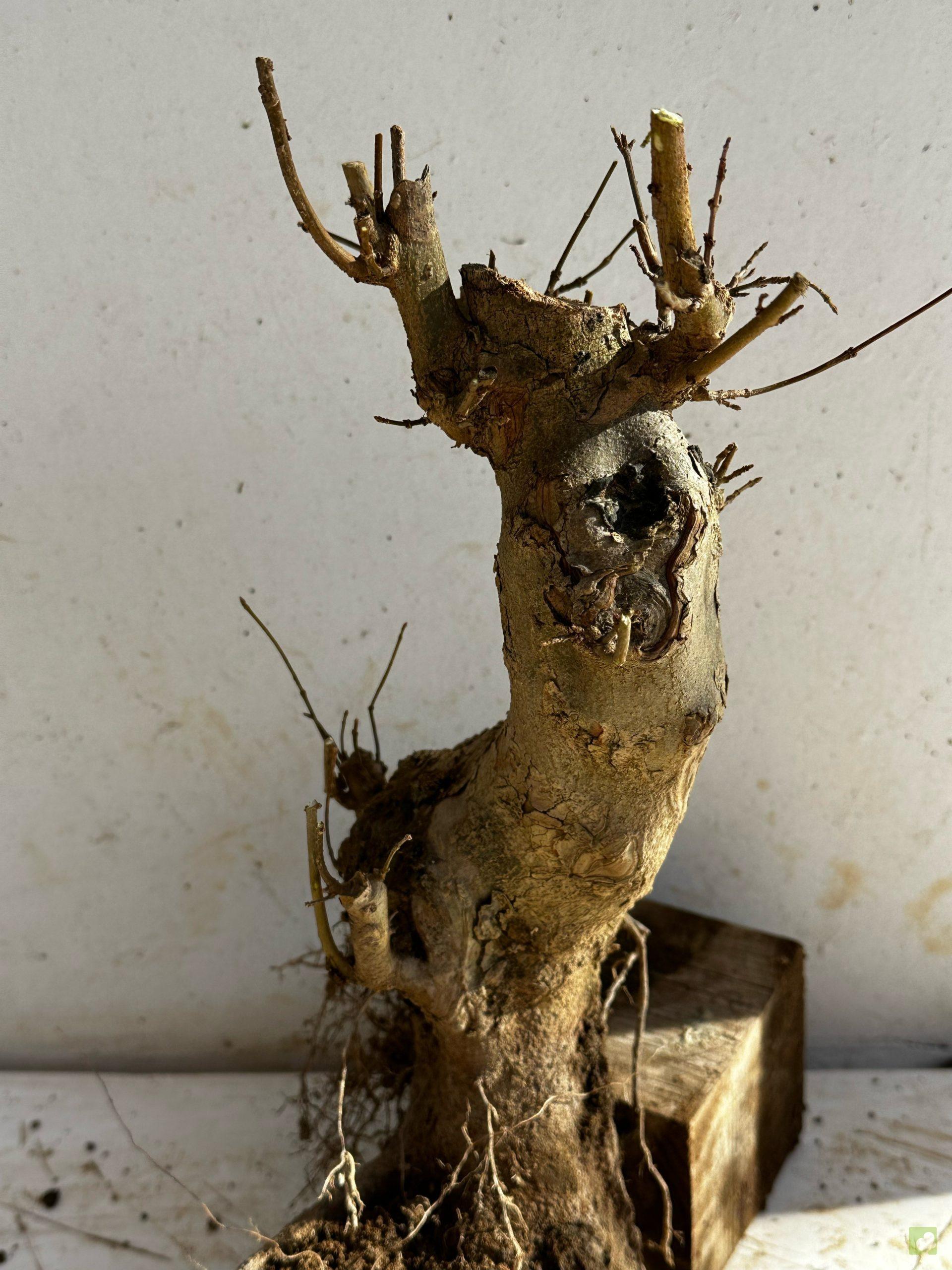 Processed with MOLDIV