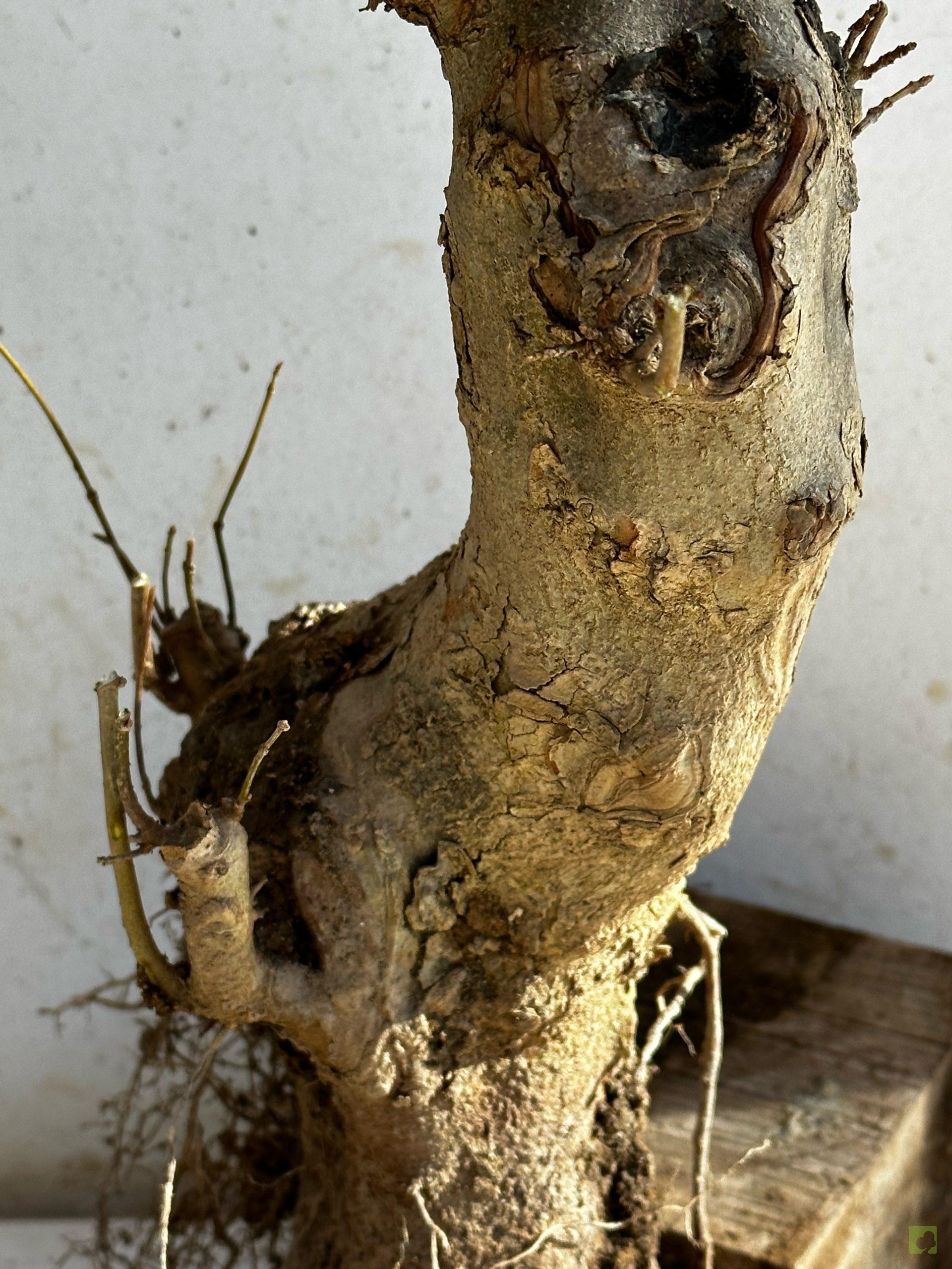 Processed with MOLDIV