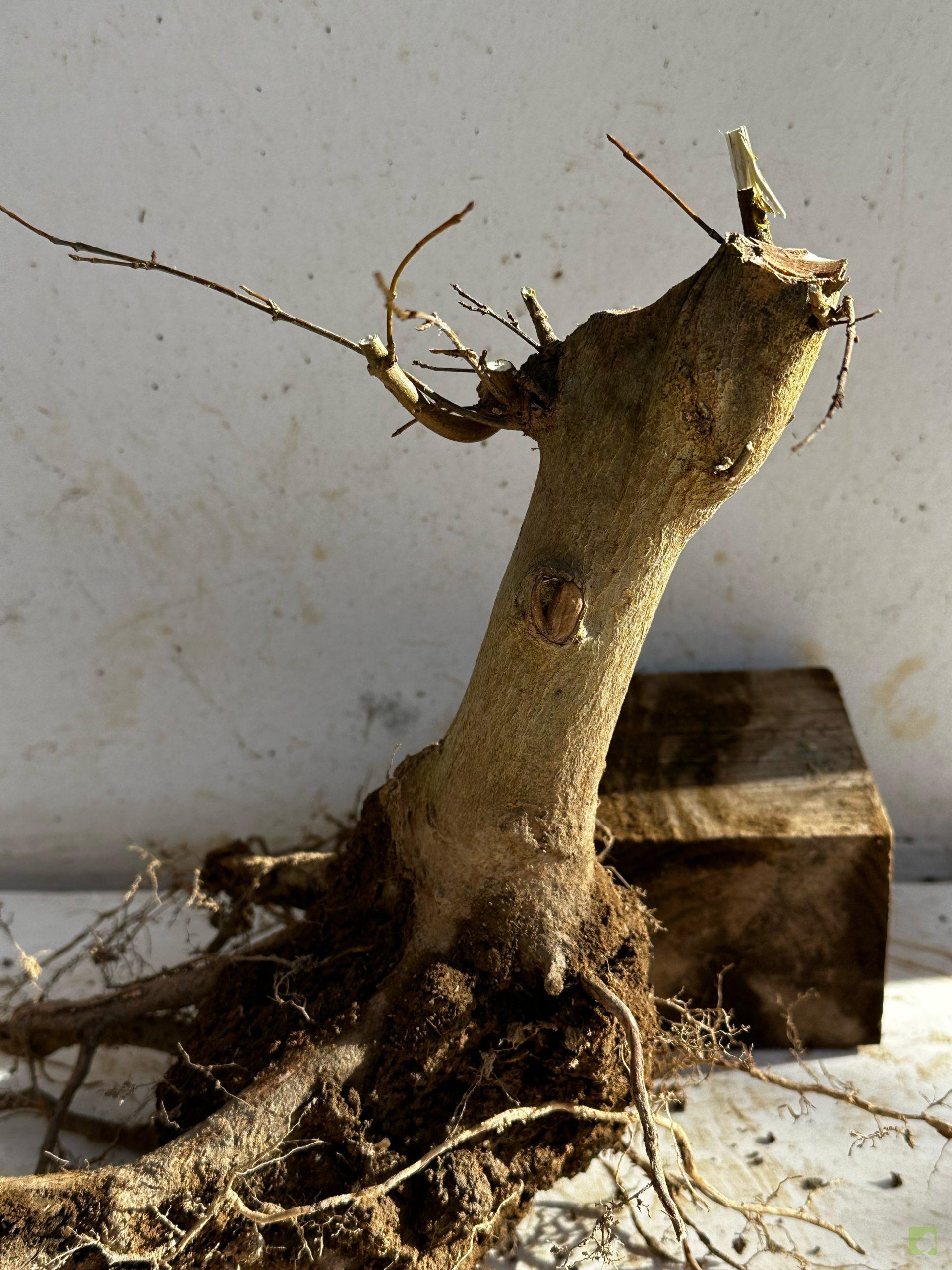 Processed with MOLDIV