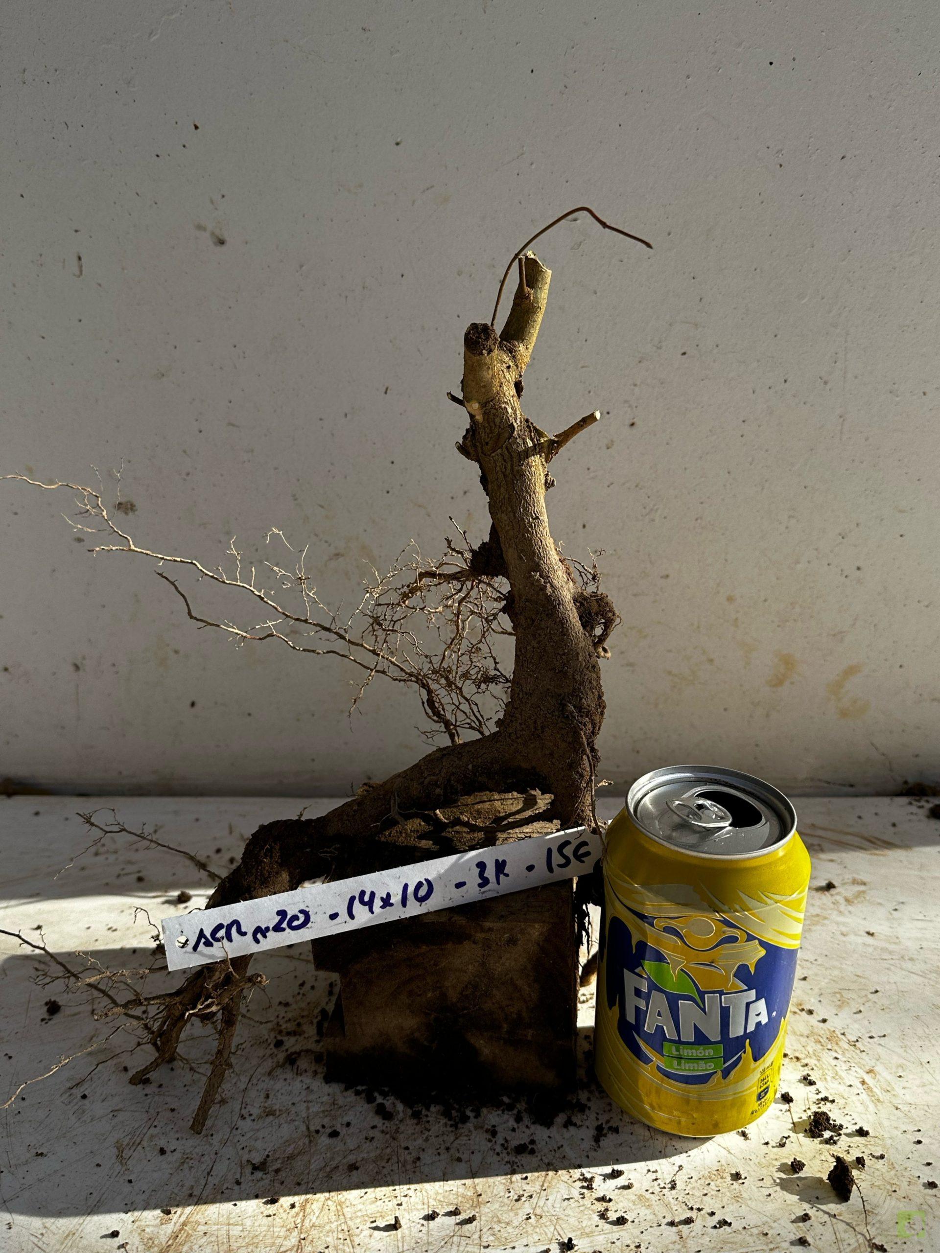 Processed with MOLDIV