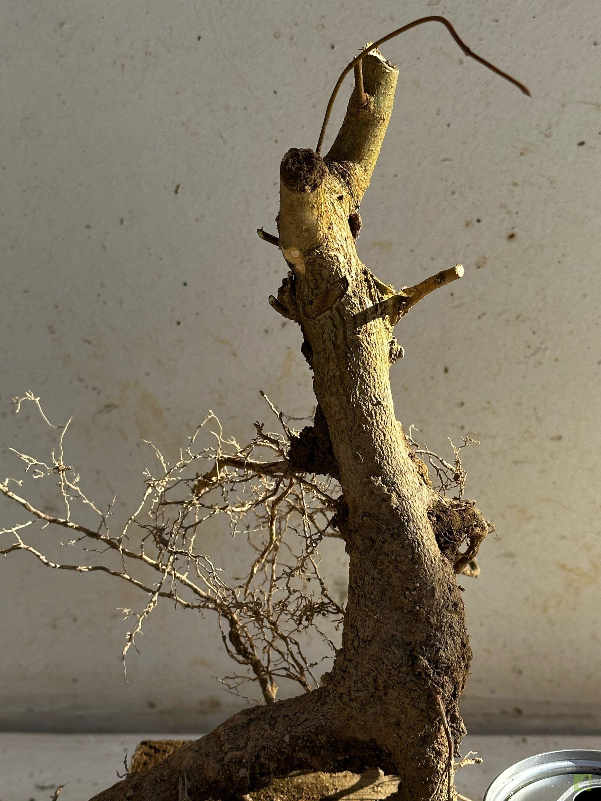 Processed with MOLDIV