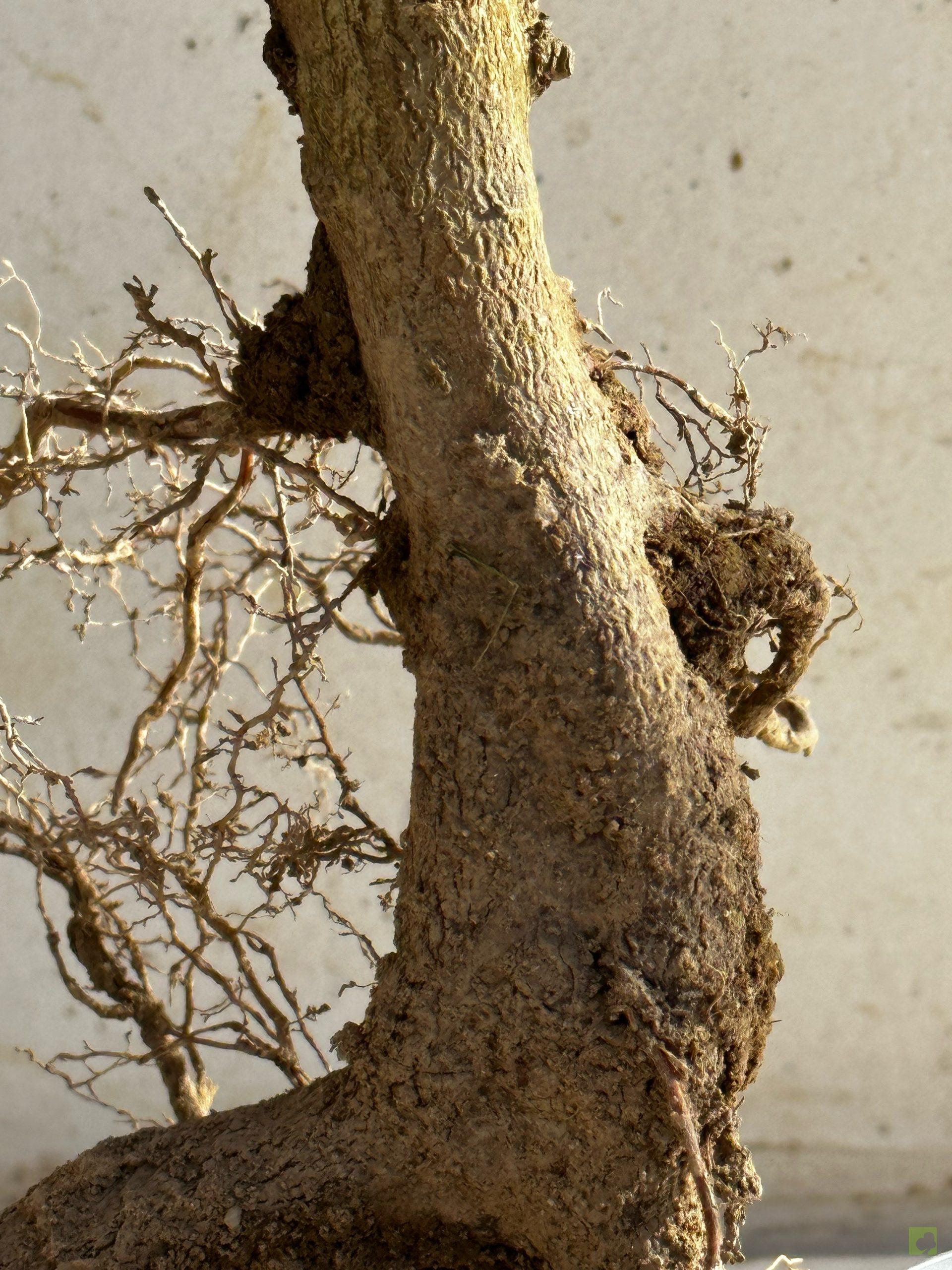 Processed with MOLDIV