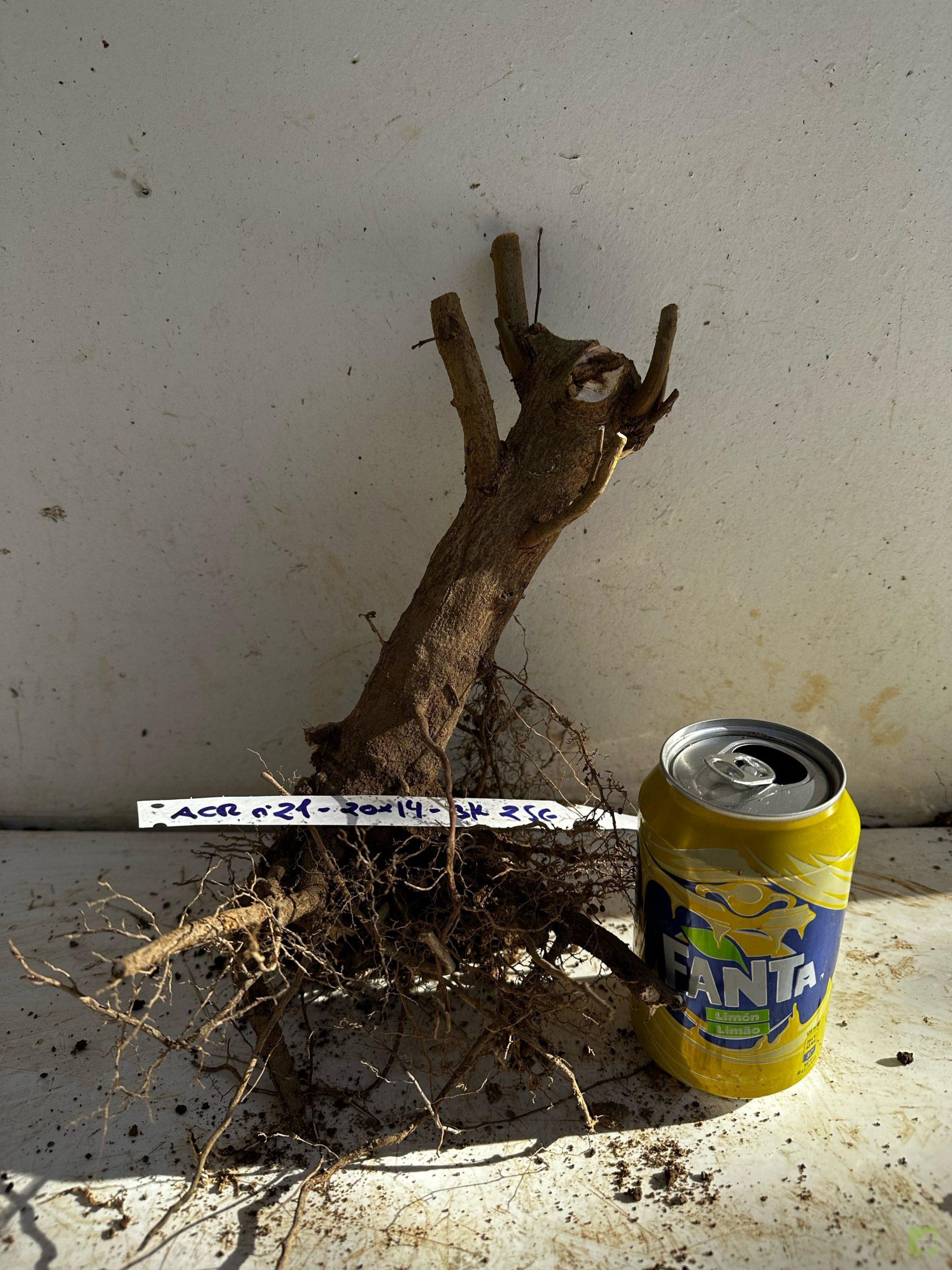 Processed with MOLDIV