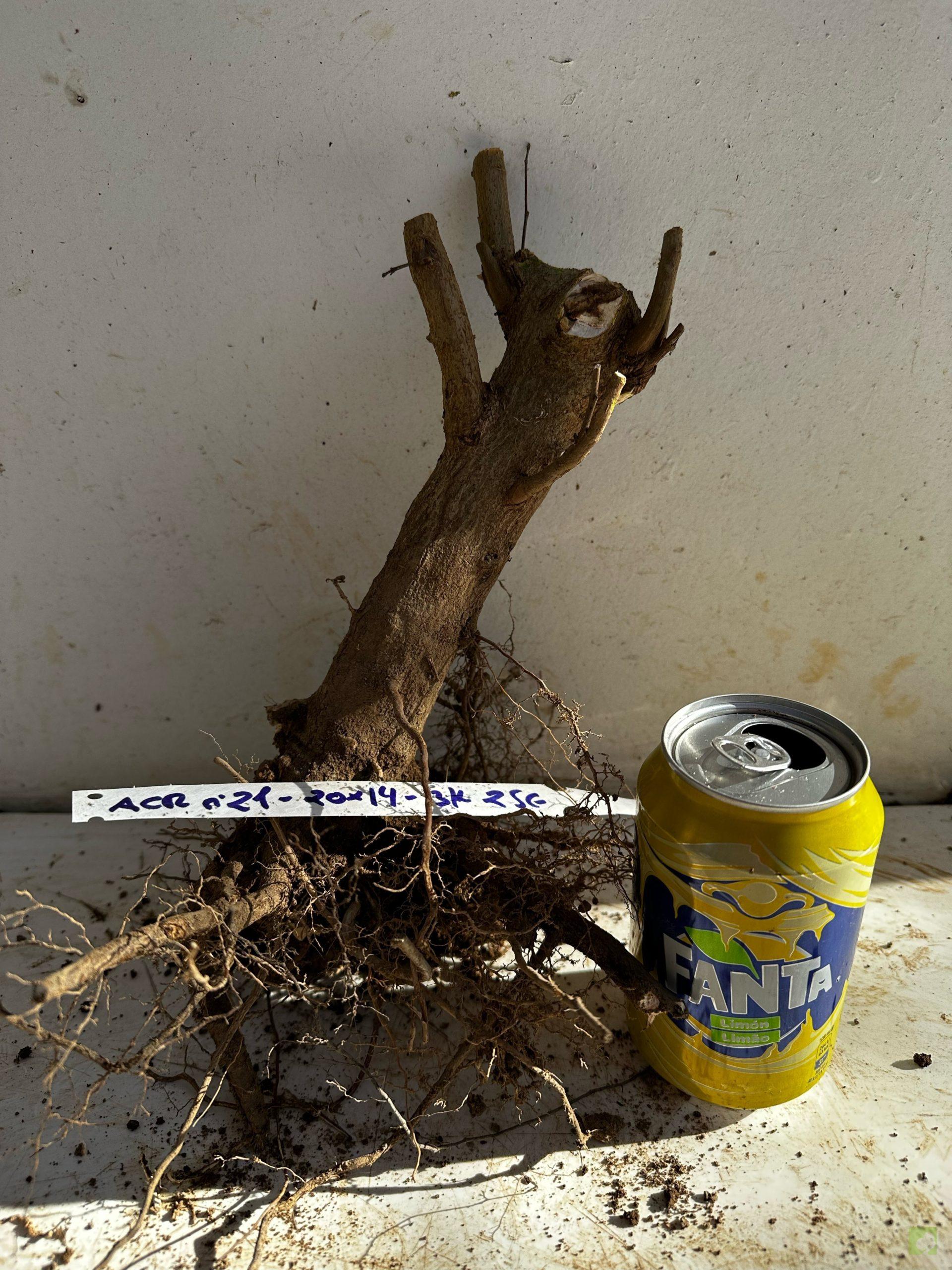 Processed with MOLDIV