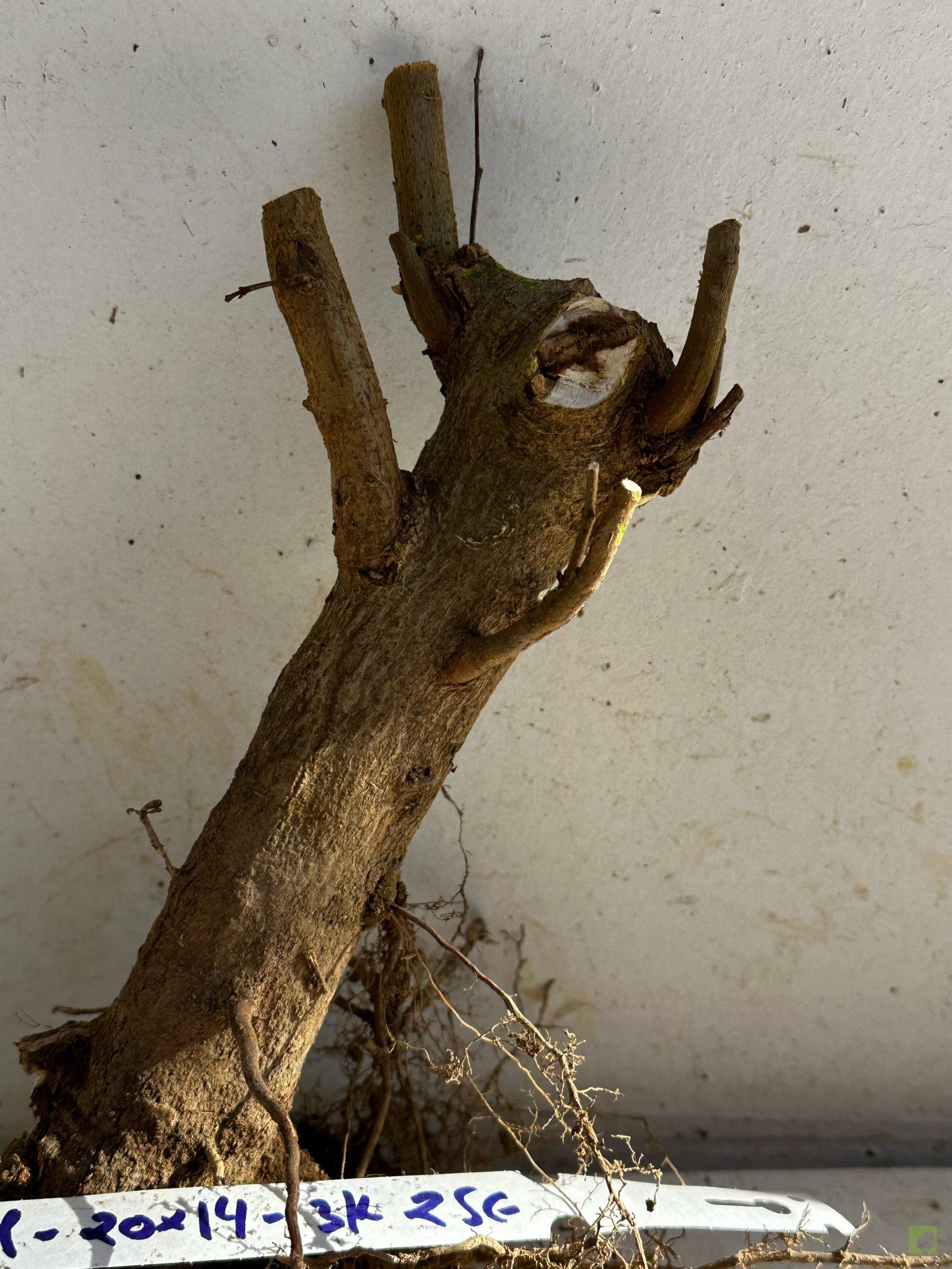 Processed with MOLDIV