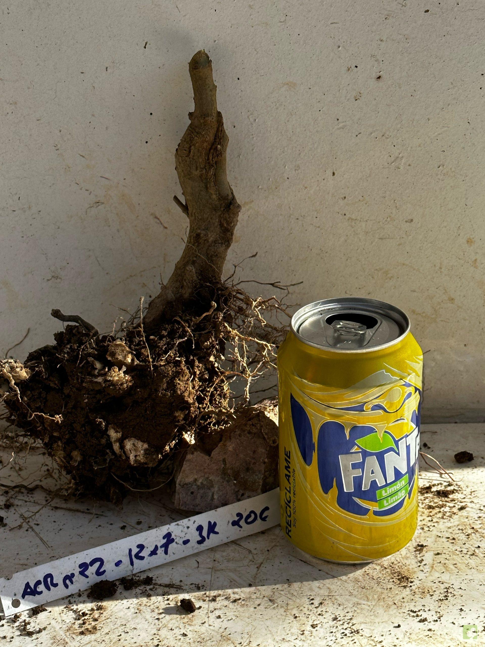 Processed with MOLDIV